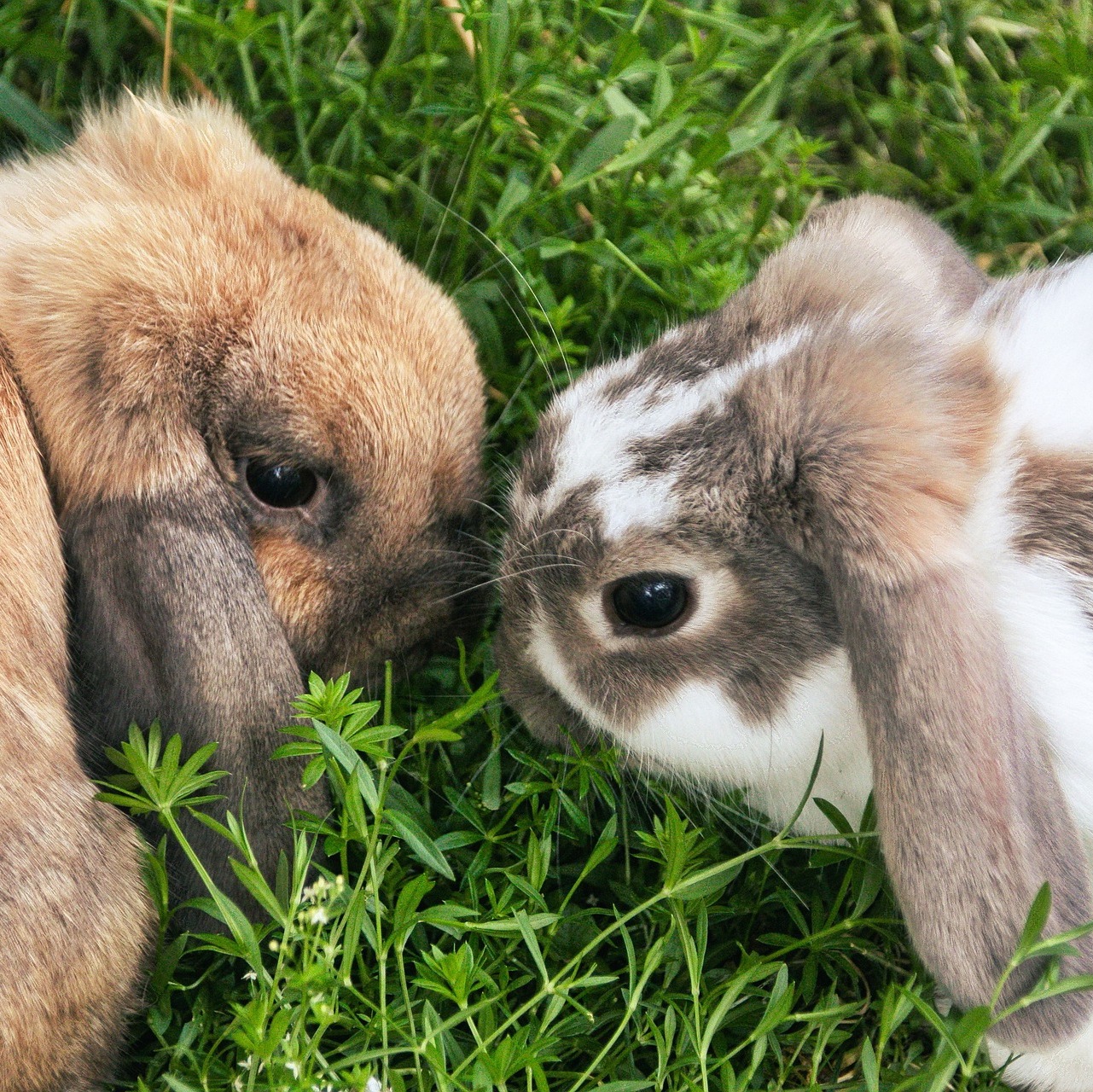 Bonding Your Rabbits