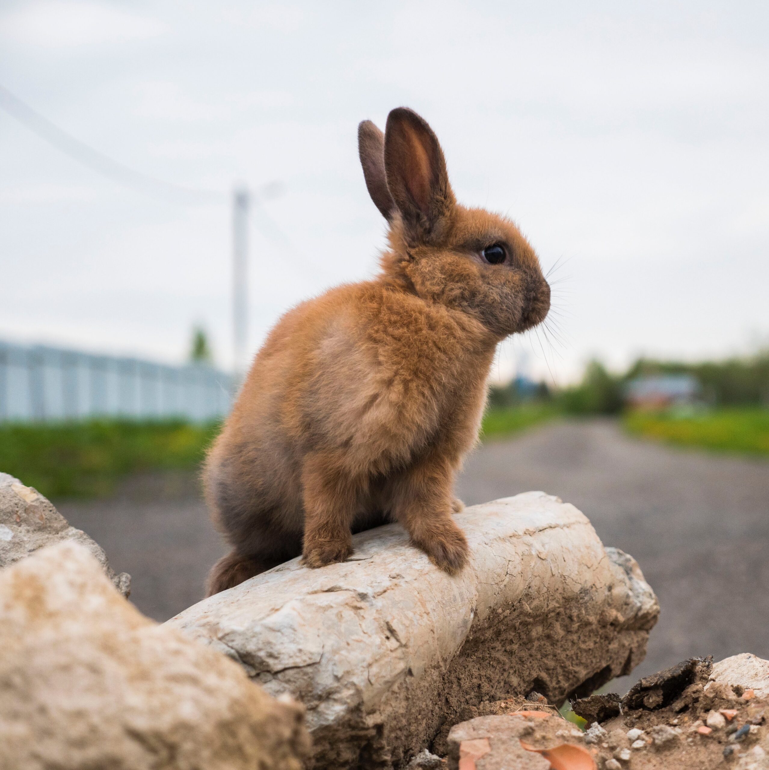 Traveling With Rabbits