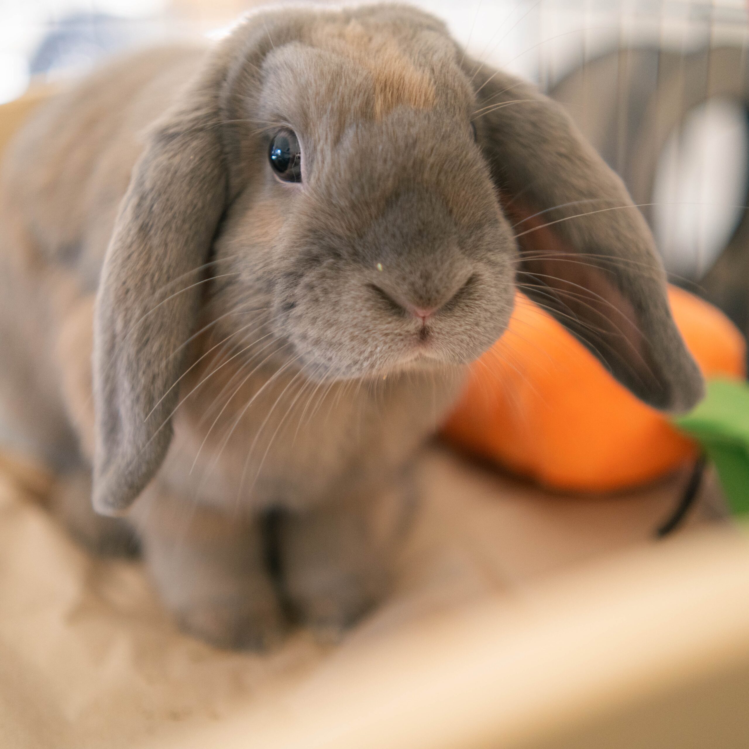 Bunny Proofing Your Home