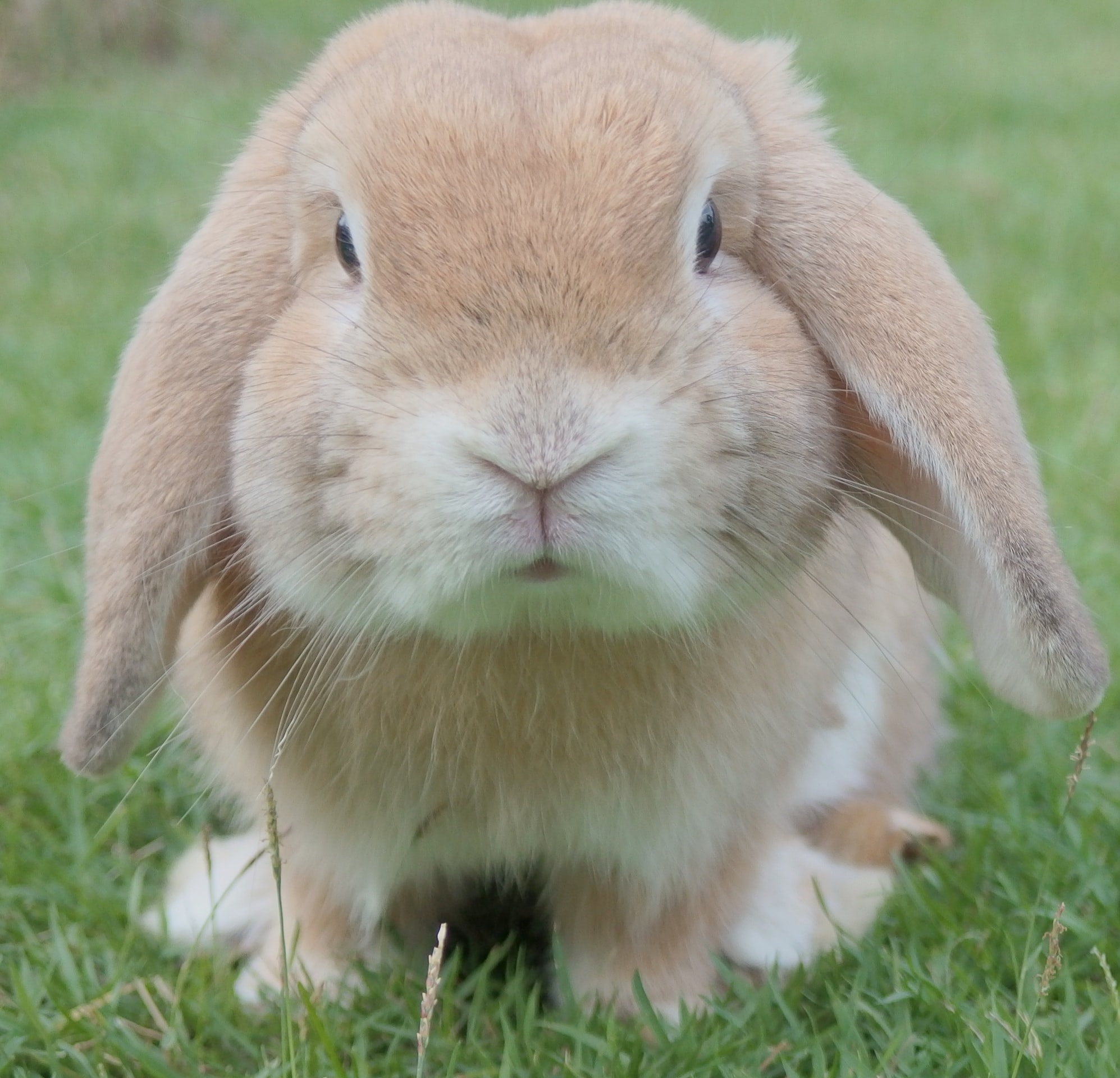 Is My Rabbit Sad, Lonely Or Depressed?