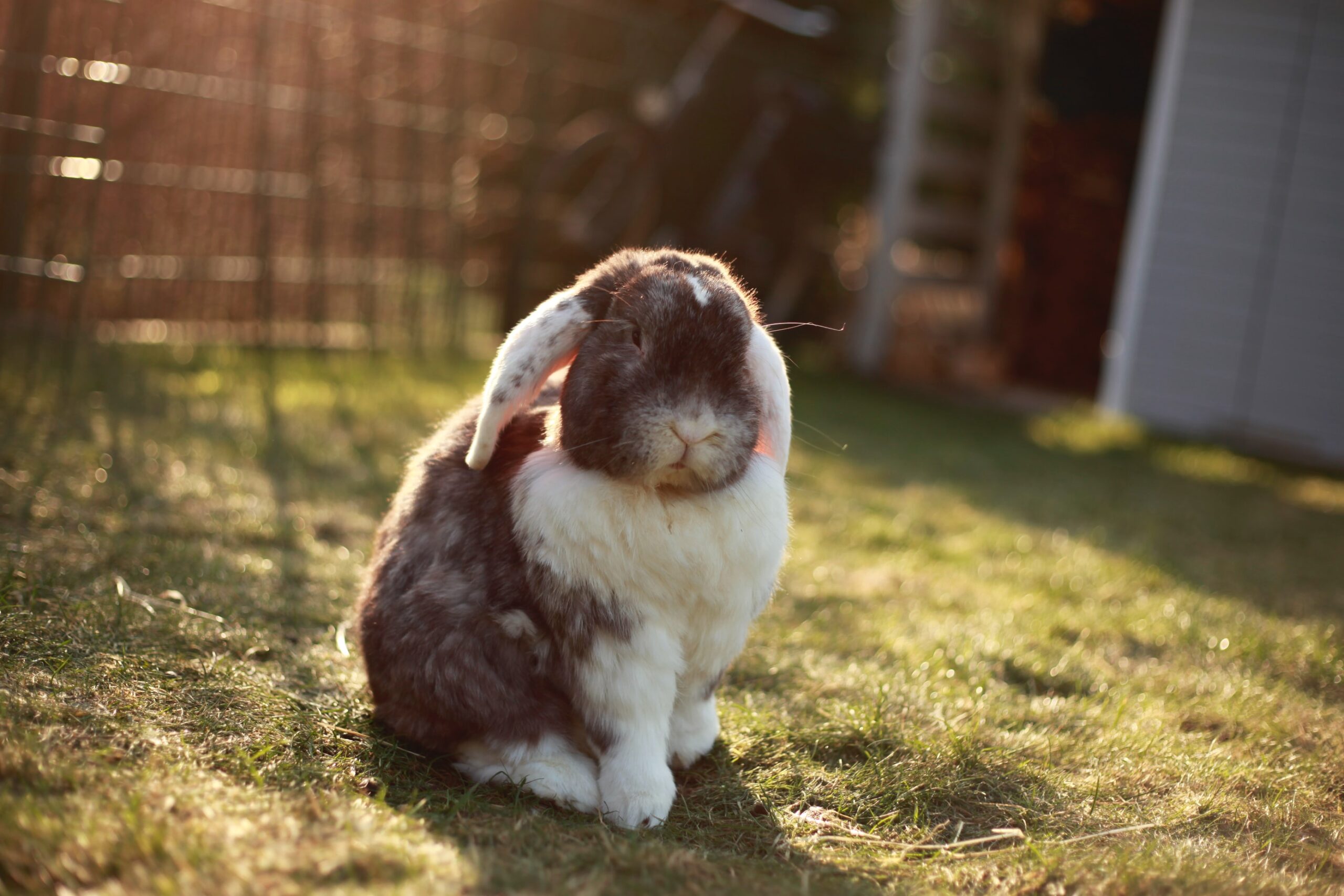 Housing Your Rabbit Outdoors