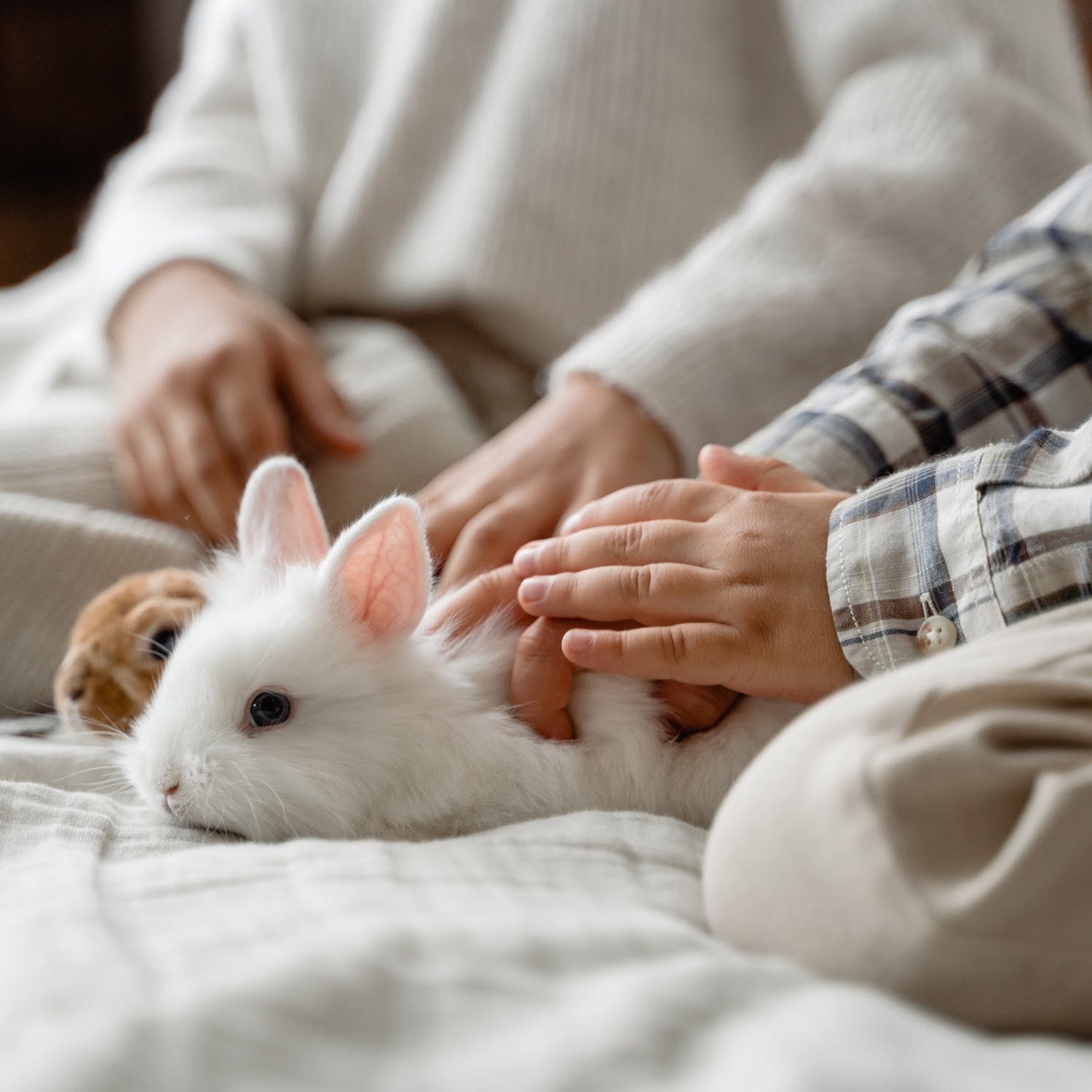Handling Your Rabbit Correctly