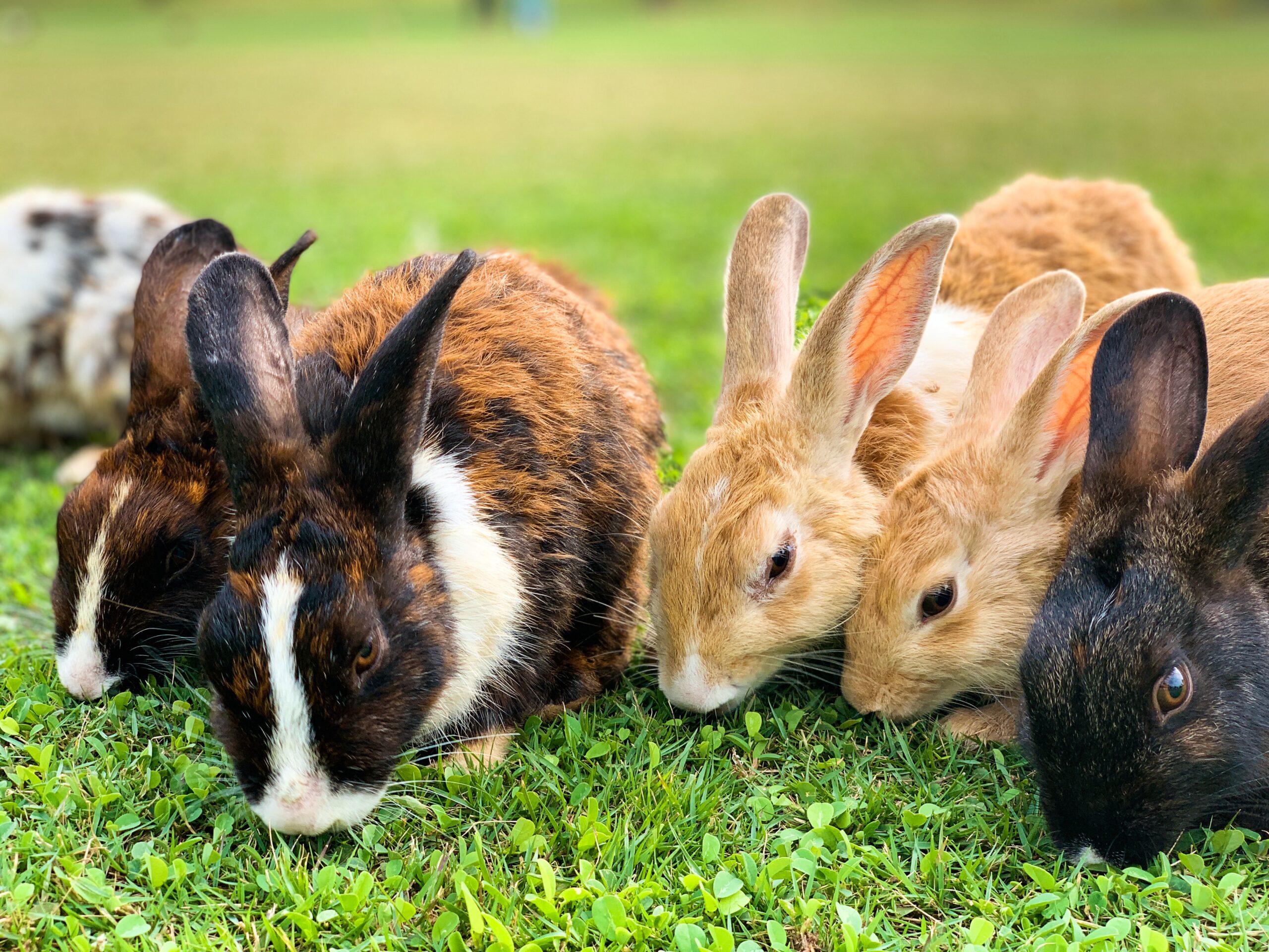 Common Rabbit Behaviors: Teeth Grinding, Circling and Flopping