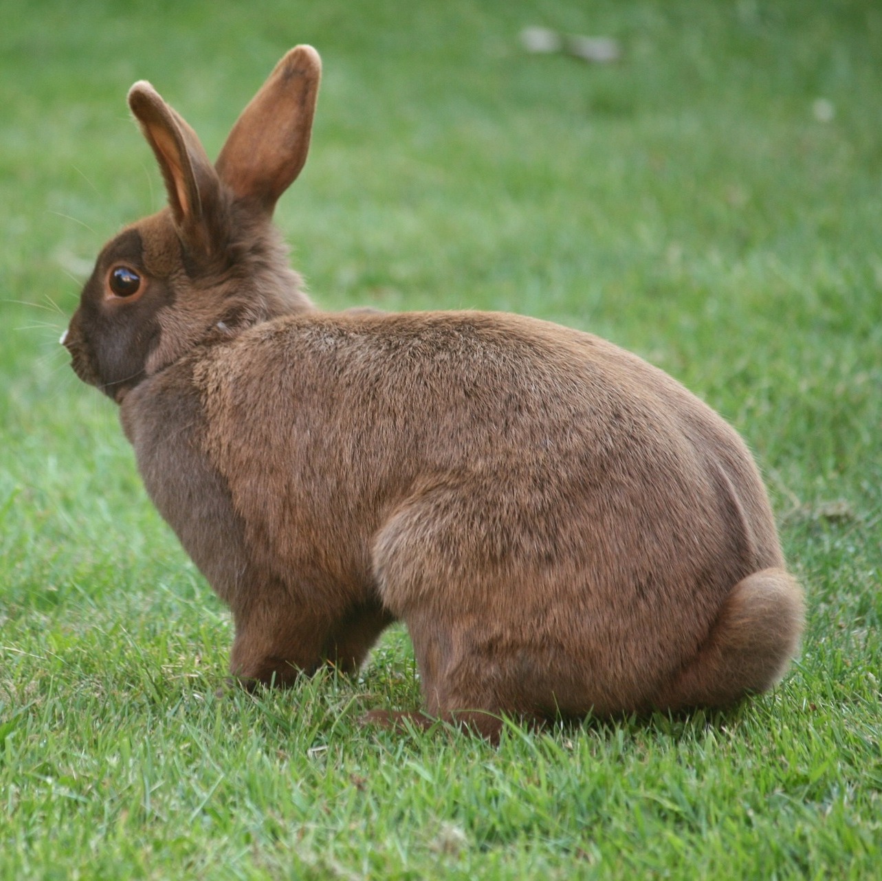 My Rabbit Hates Me! Tips On Bonding With Your Rabbit