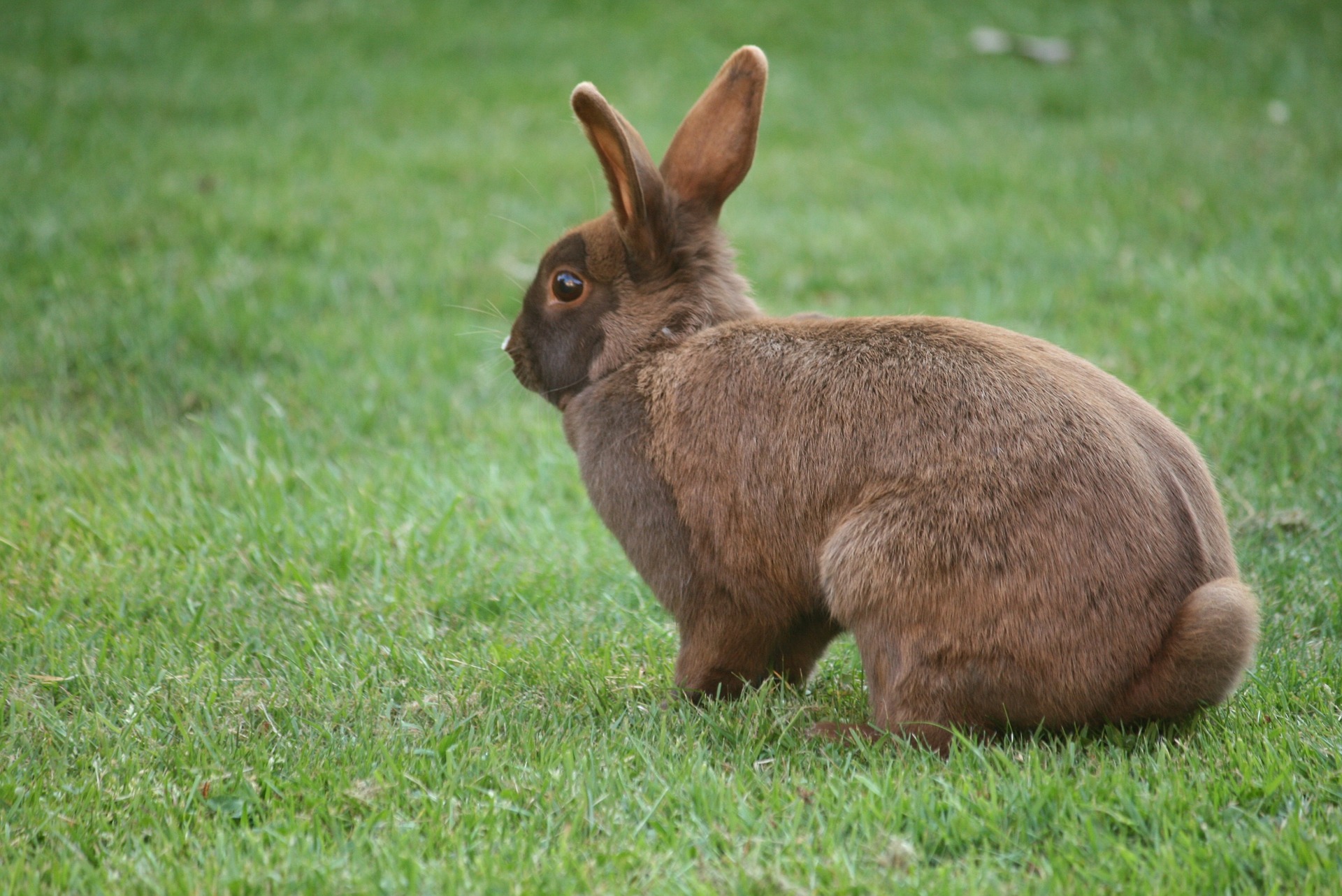 Rabbit Hates Me