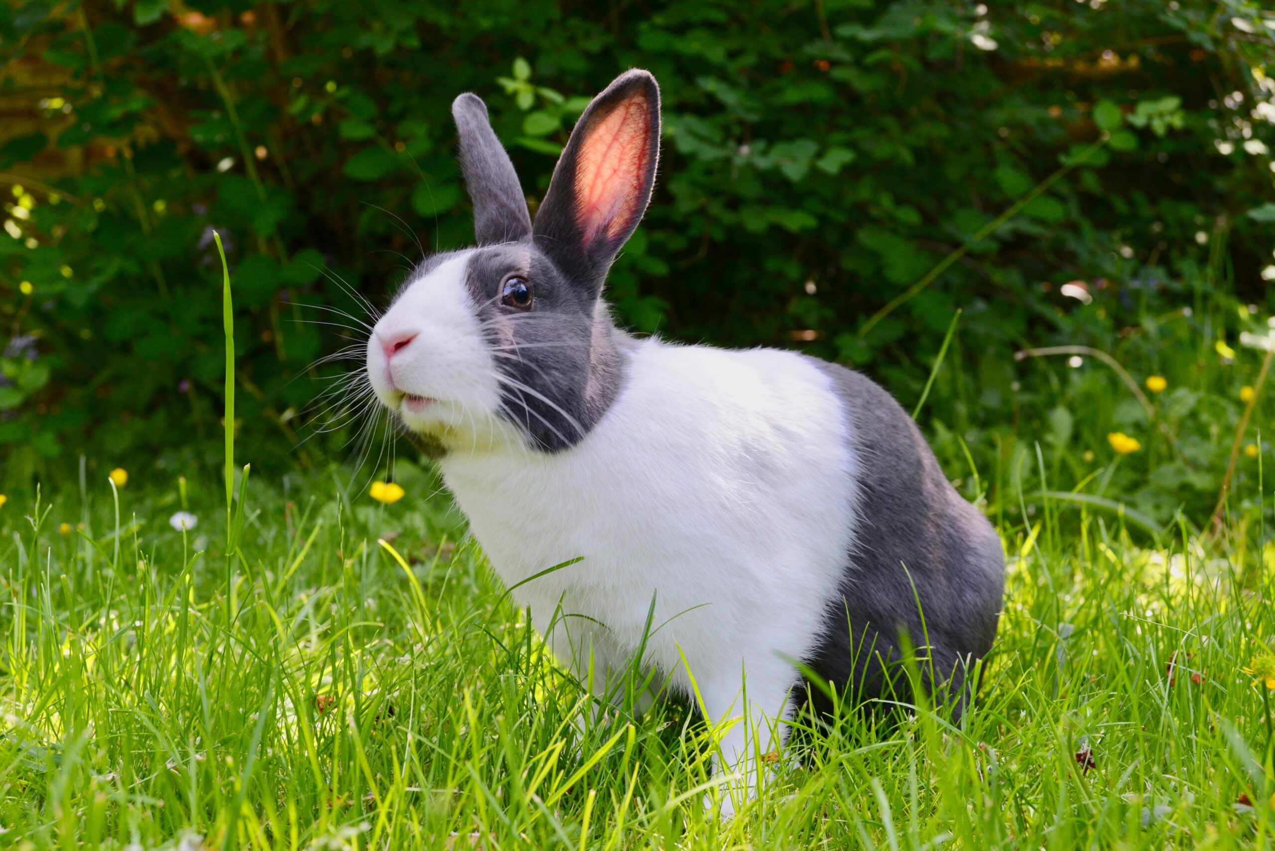Rabbit Exercise