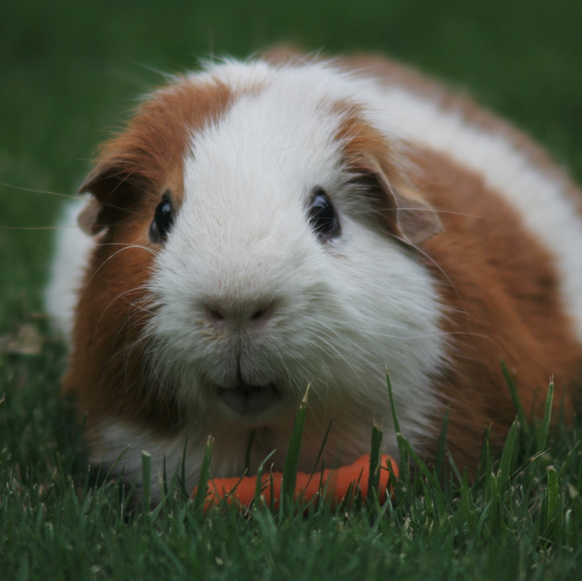 The Best Toys For Your Guinea Pigs