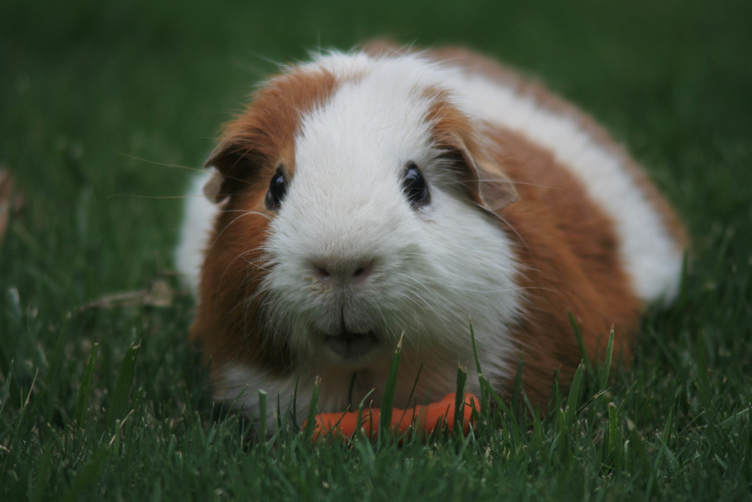 Guinea Toys