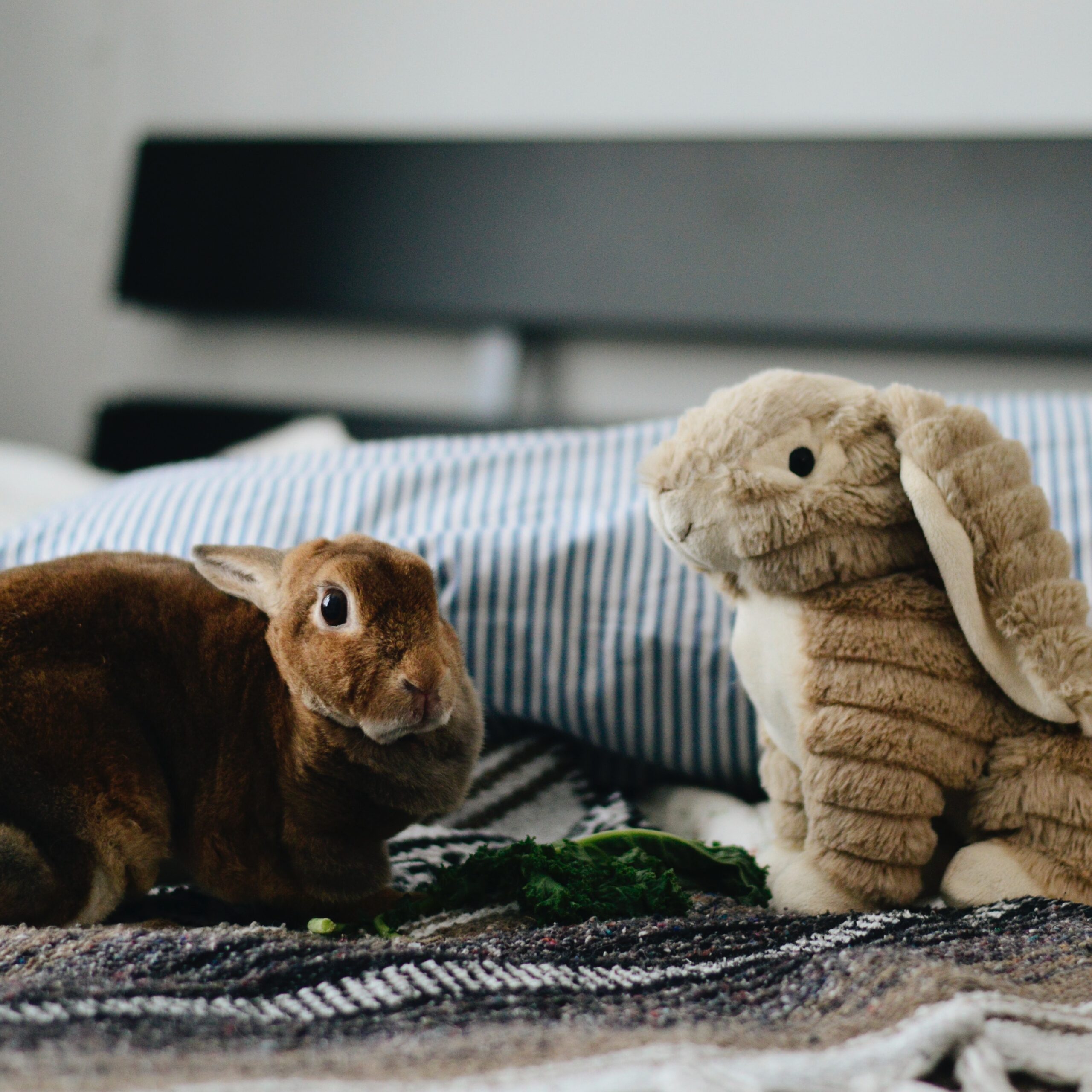 Toys For Your Pet Rabbit