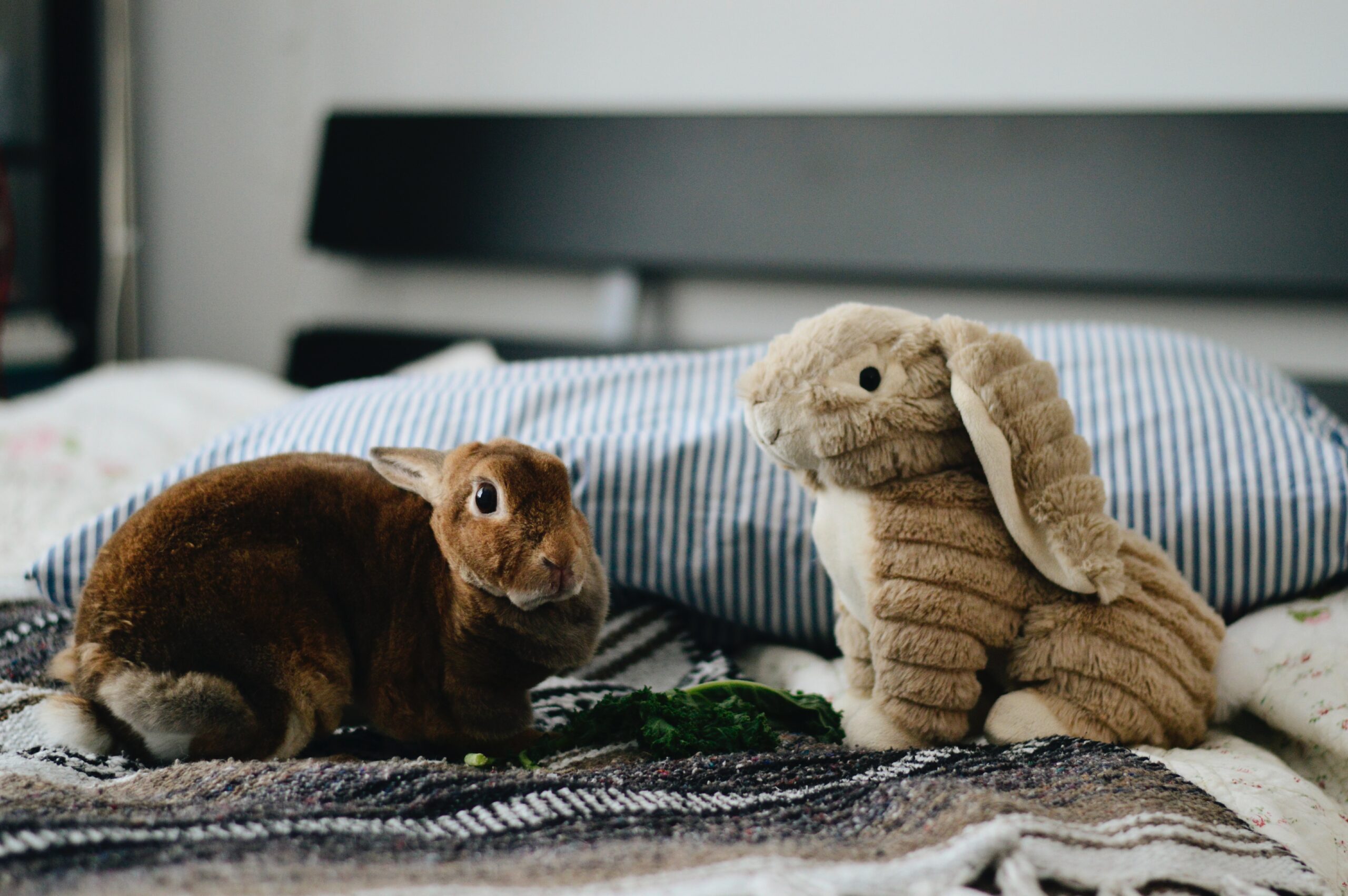 Rabbit Toys