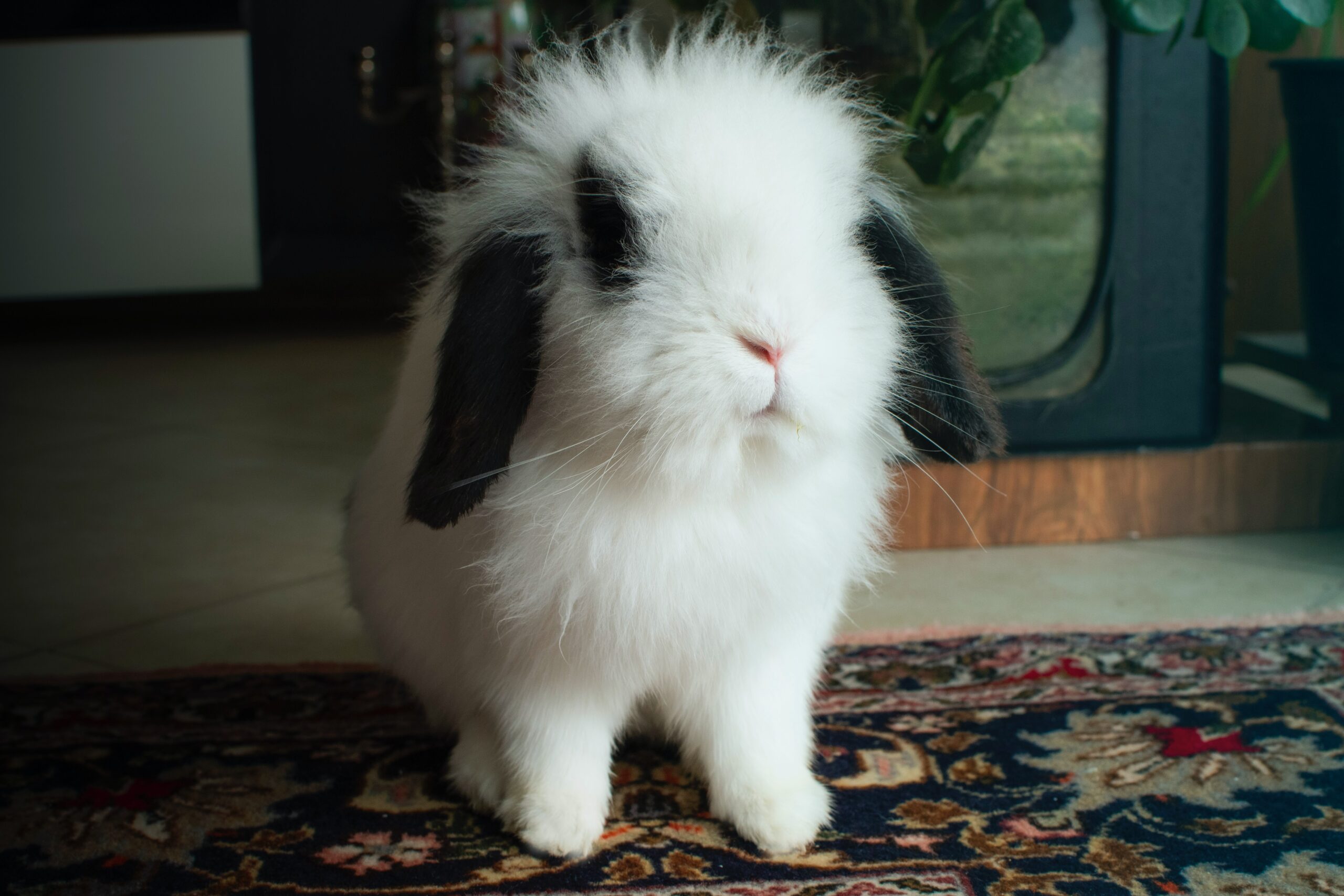 Rabbit grooming
