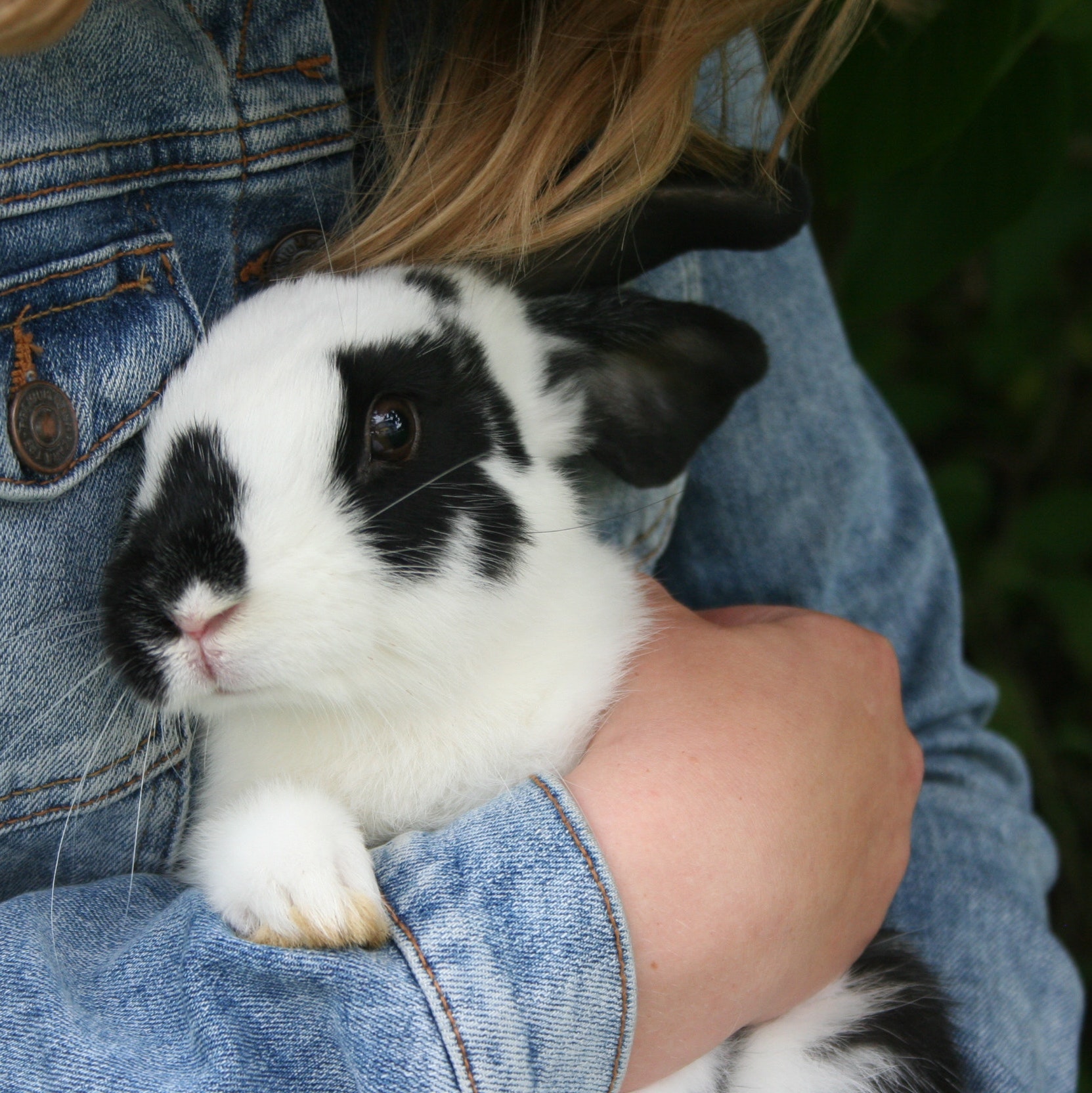 Clipping Your Rabbit’s Nails