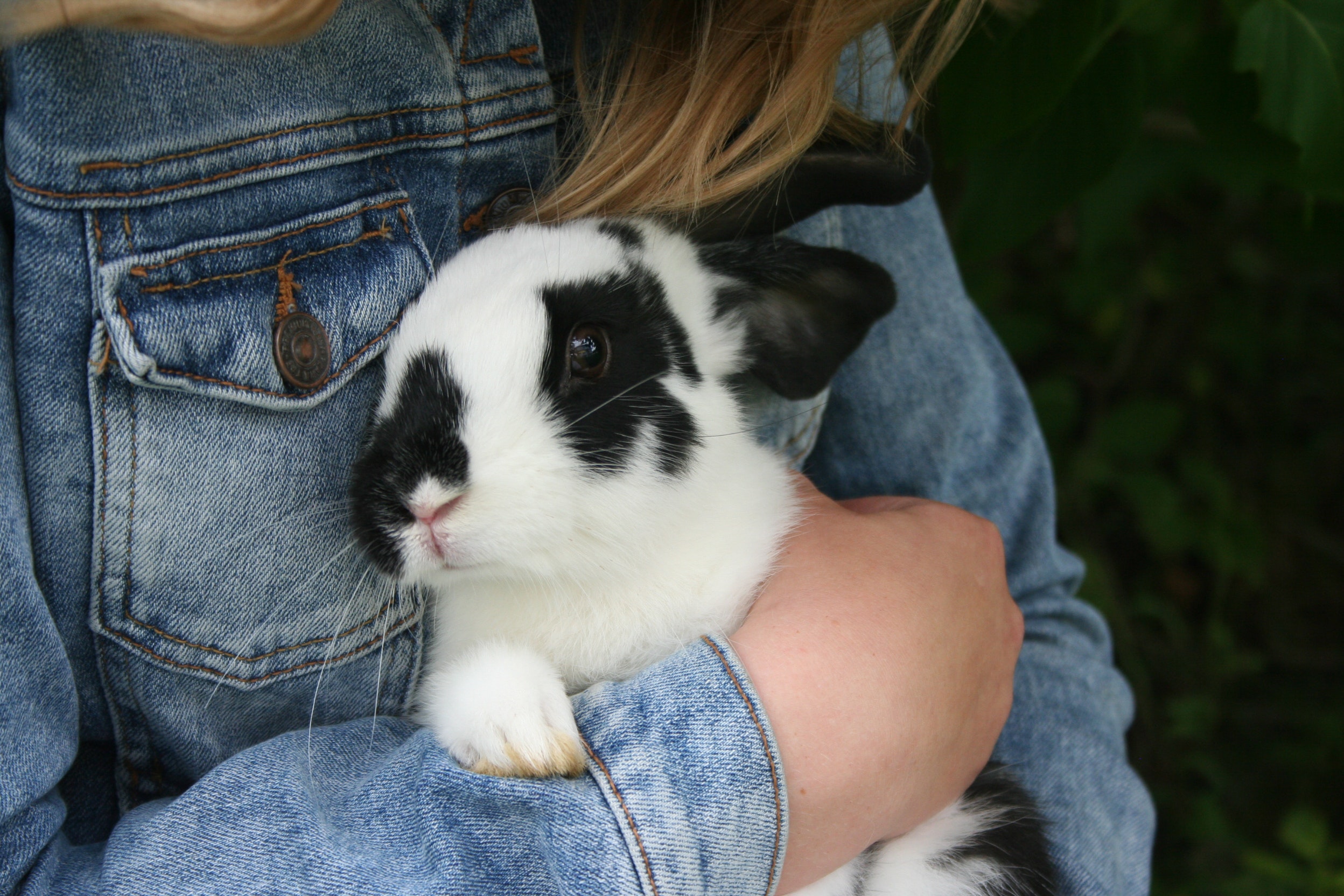 Clipping Rabbit Nails