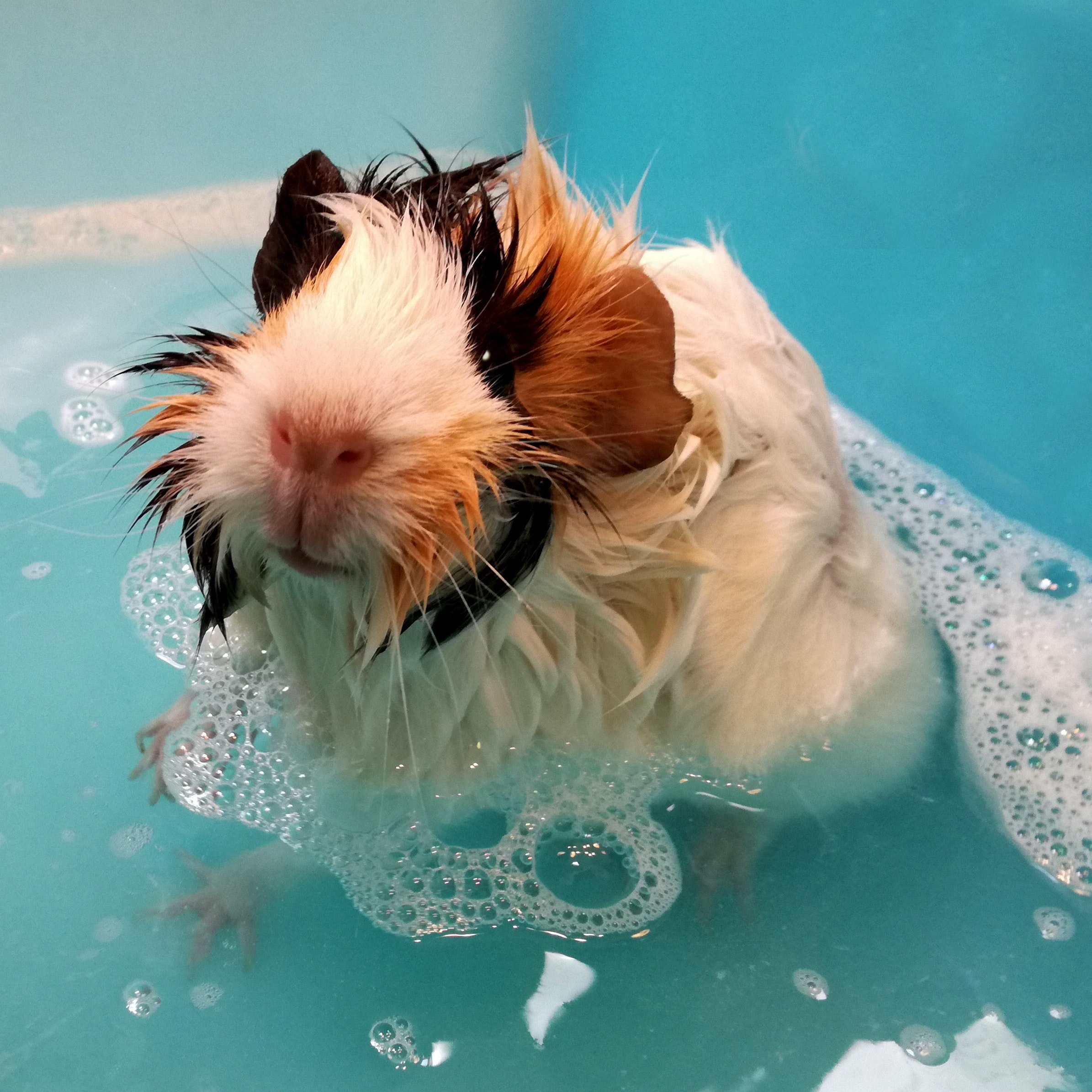 Grooming Your Guinea Pig