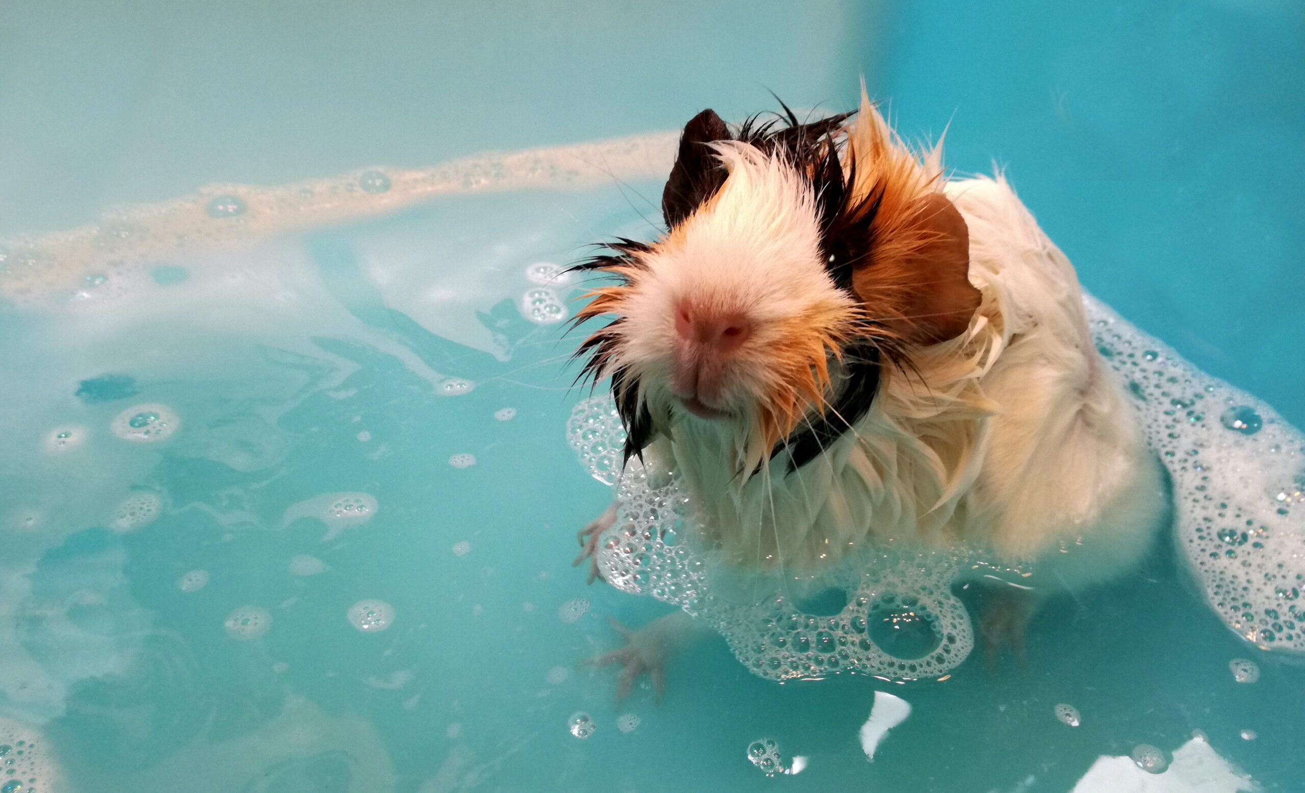 Grooming Guinea