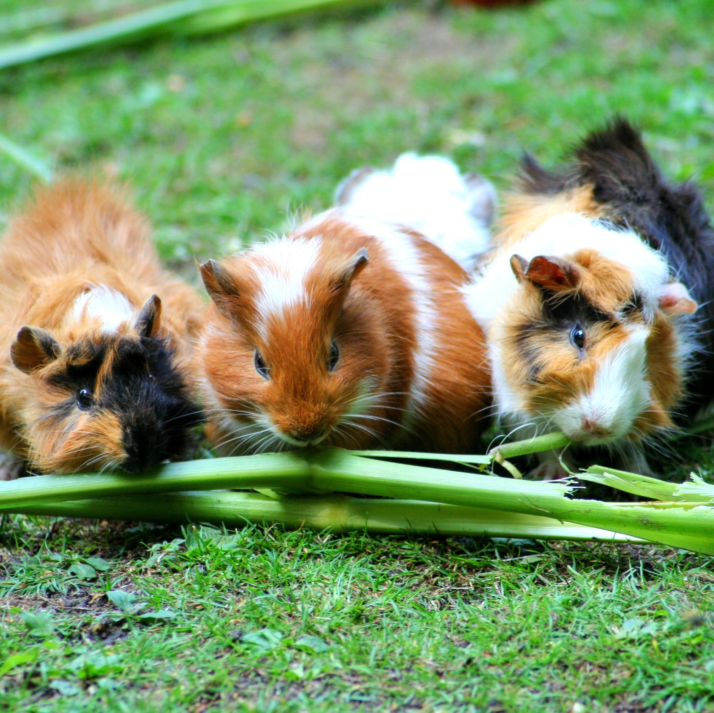 What To Feed Your Guinea Pig
