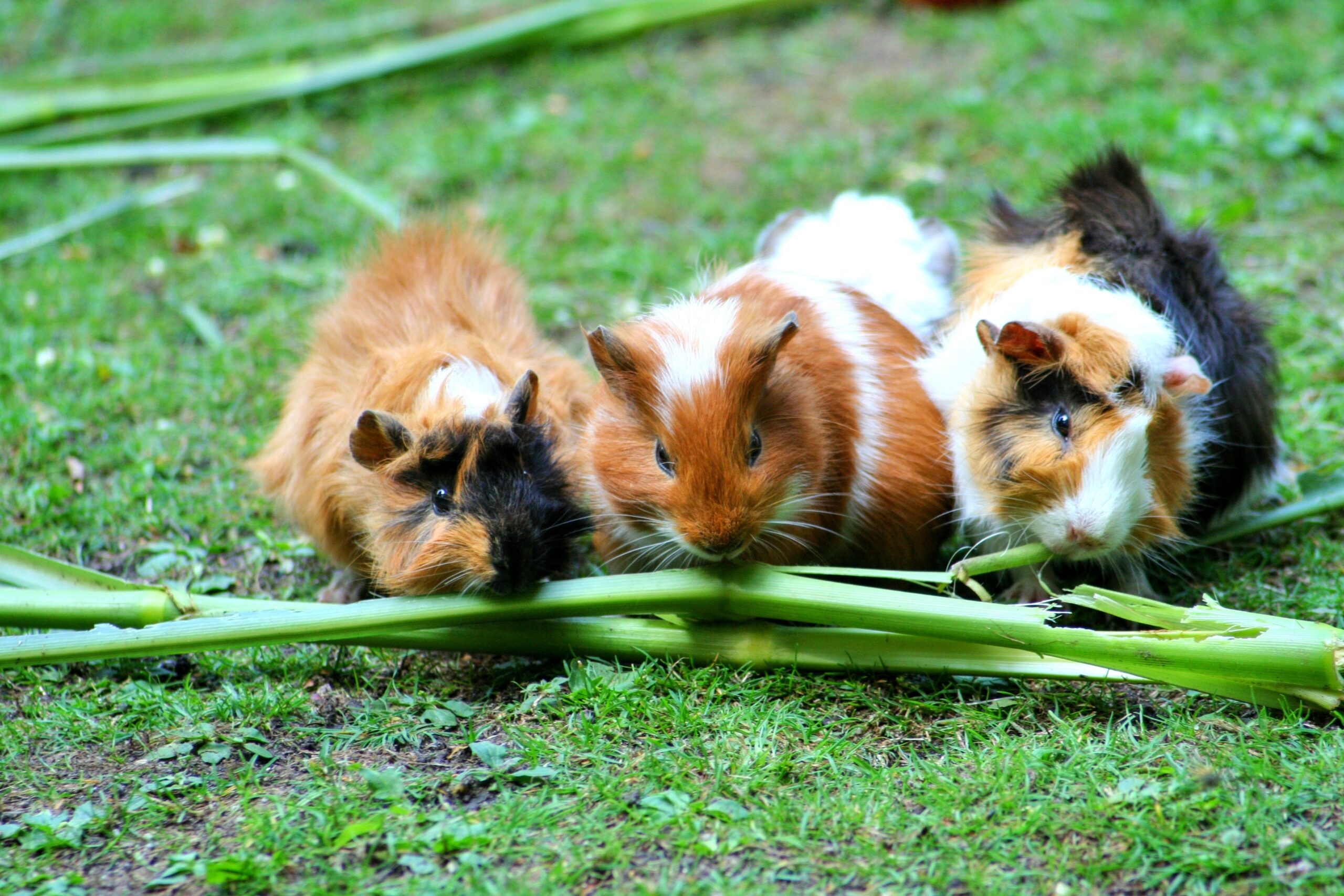 Feeding Guinea