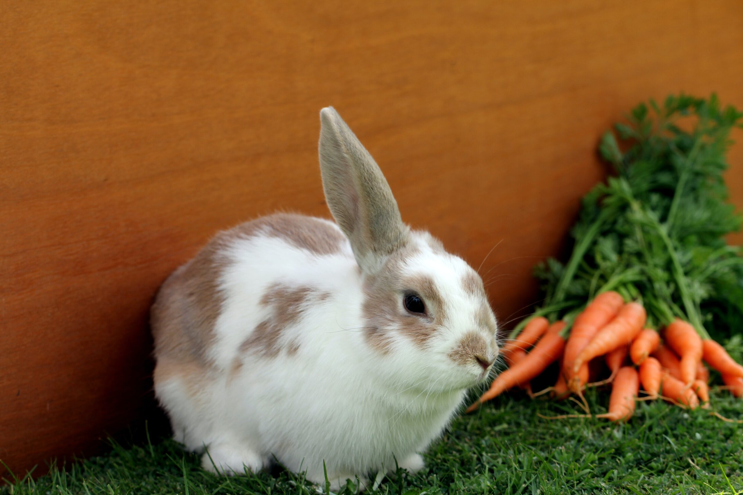 Rabbit Food