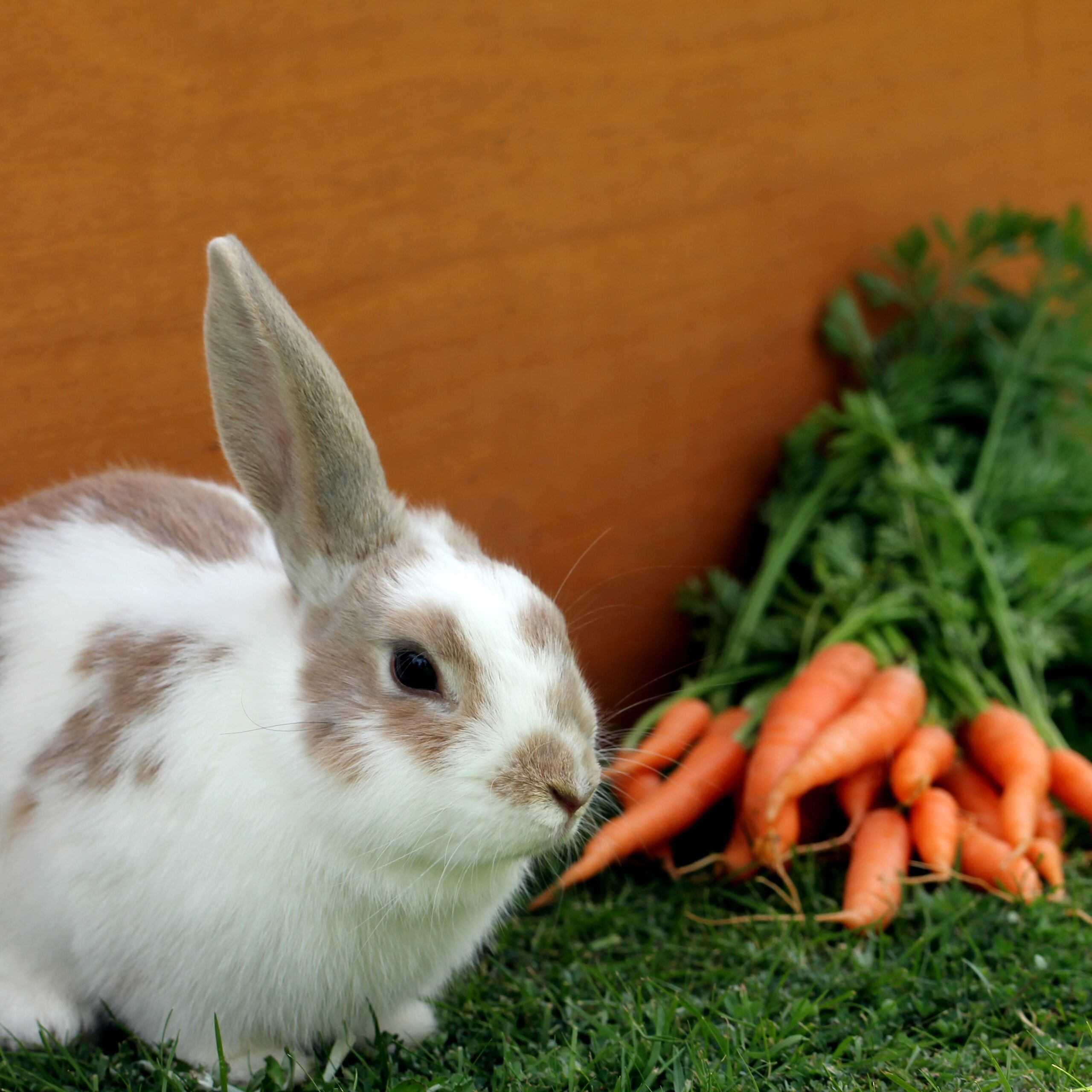 Feeding Your Rabbit: The Essentials For Every Bunny Owner