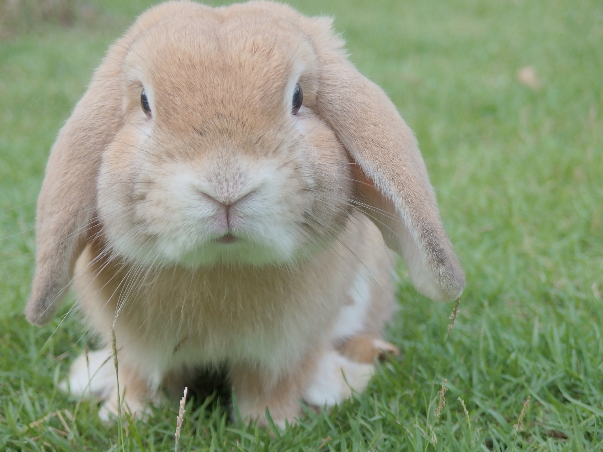 Rabbit Depression