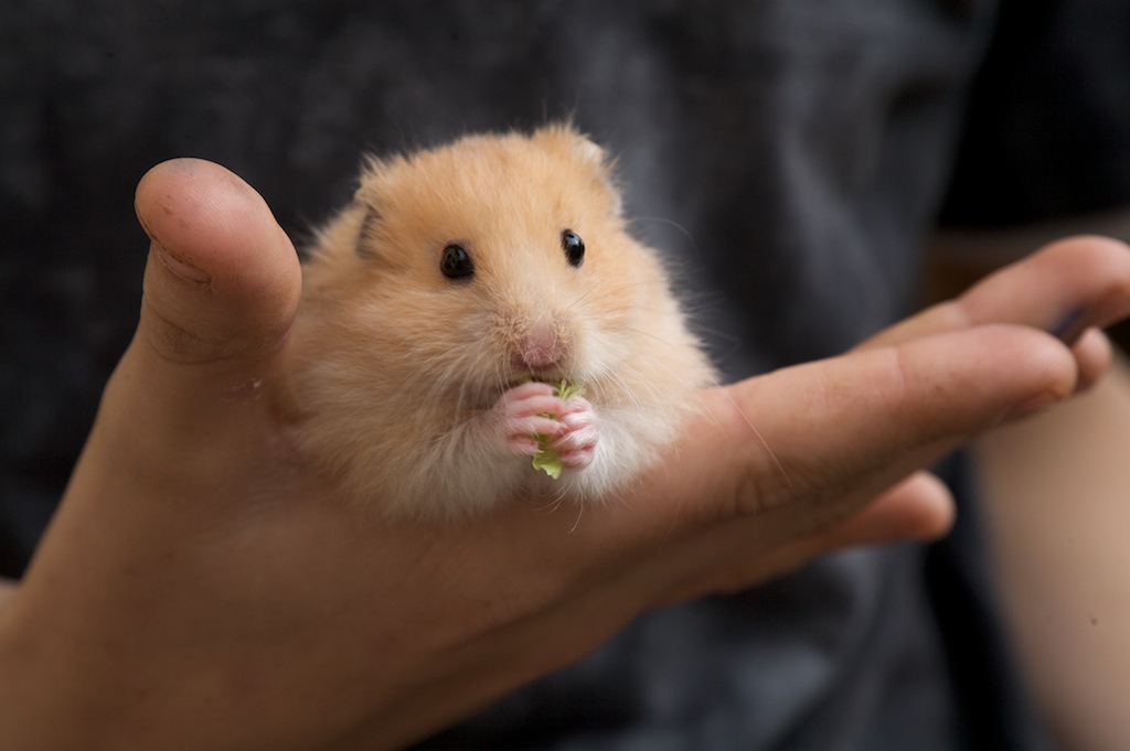 Hamster Teeth 101: Everything You Need To Know