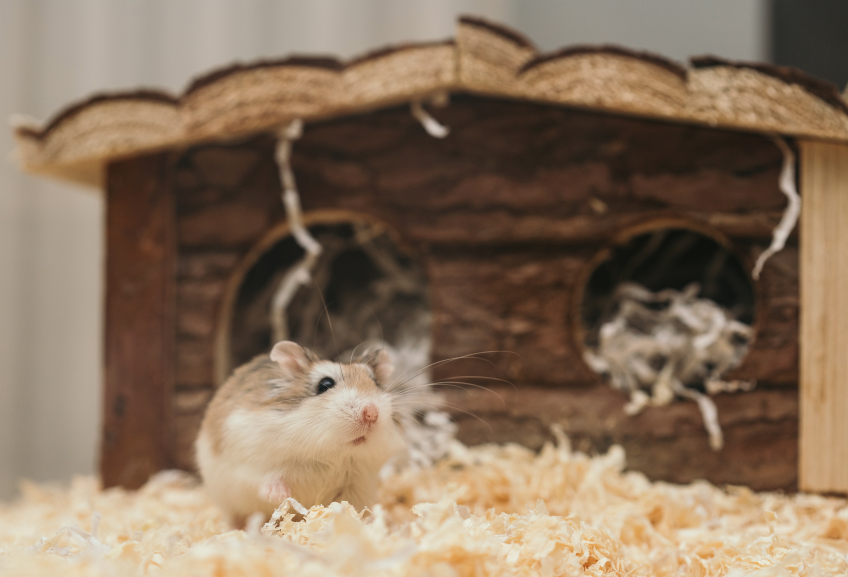 How To Set Up Your Hamster Cage
