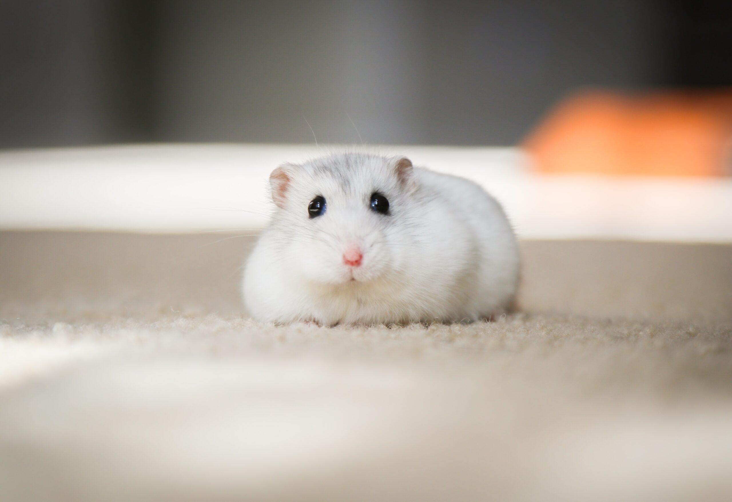 Common Hamster Behaviors: What Is Normal?