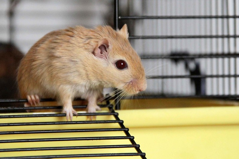 How To House Your Gerbil Correctly: The Essentials For Every Owner