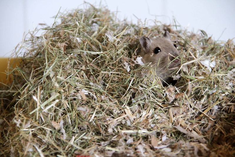 How To Clean Out Your Gerbil’s Cage