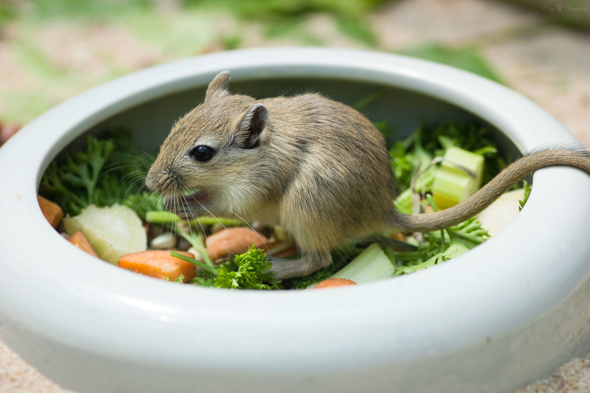 What To Feed Your Pet Gerbil