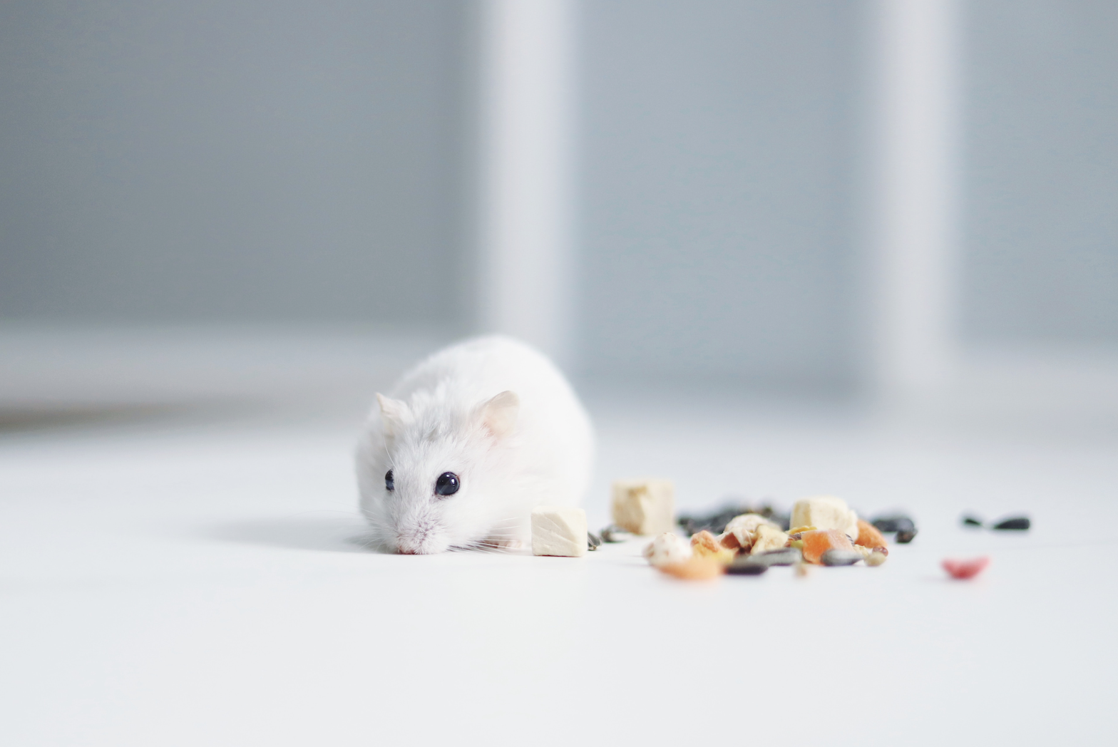 Hamster Food: The Best Diet For Your Pet Hamster