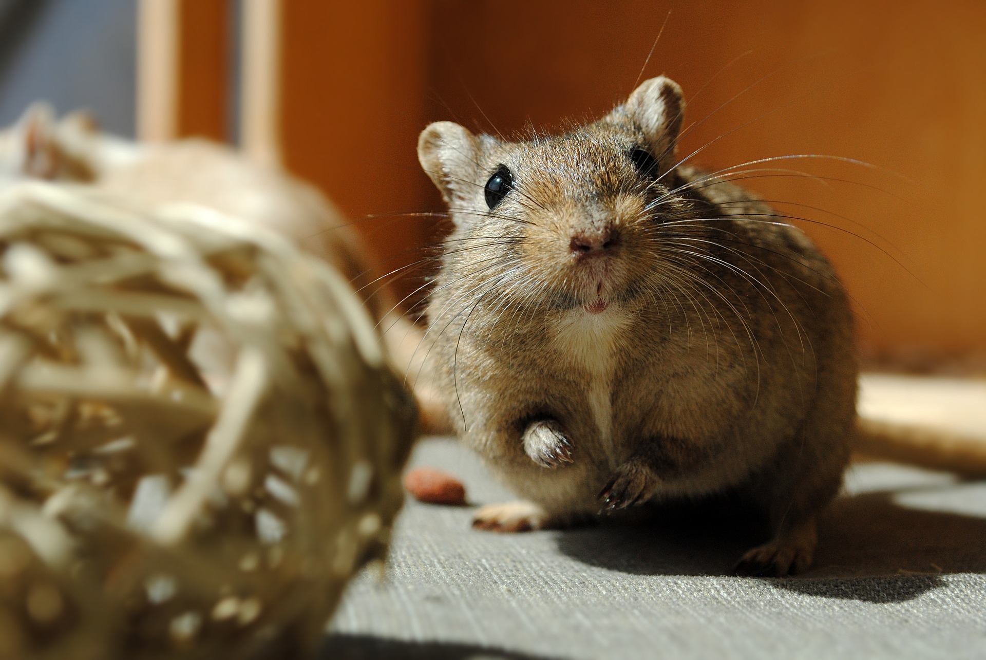 The 13 Most Common Pet Gerbil Behaviors