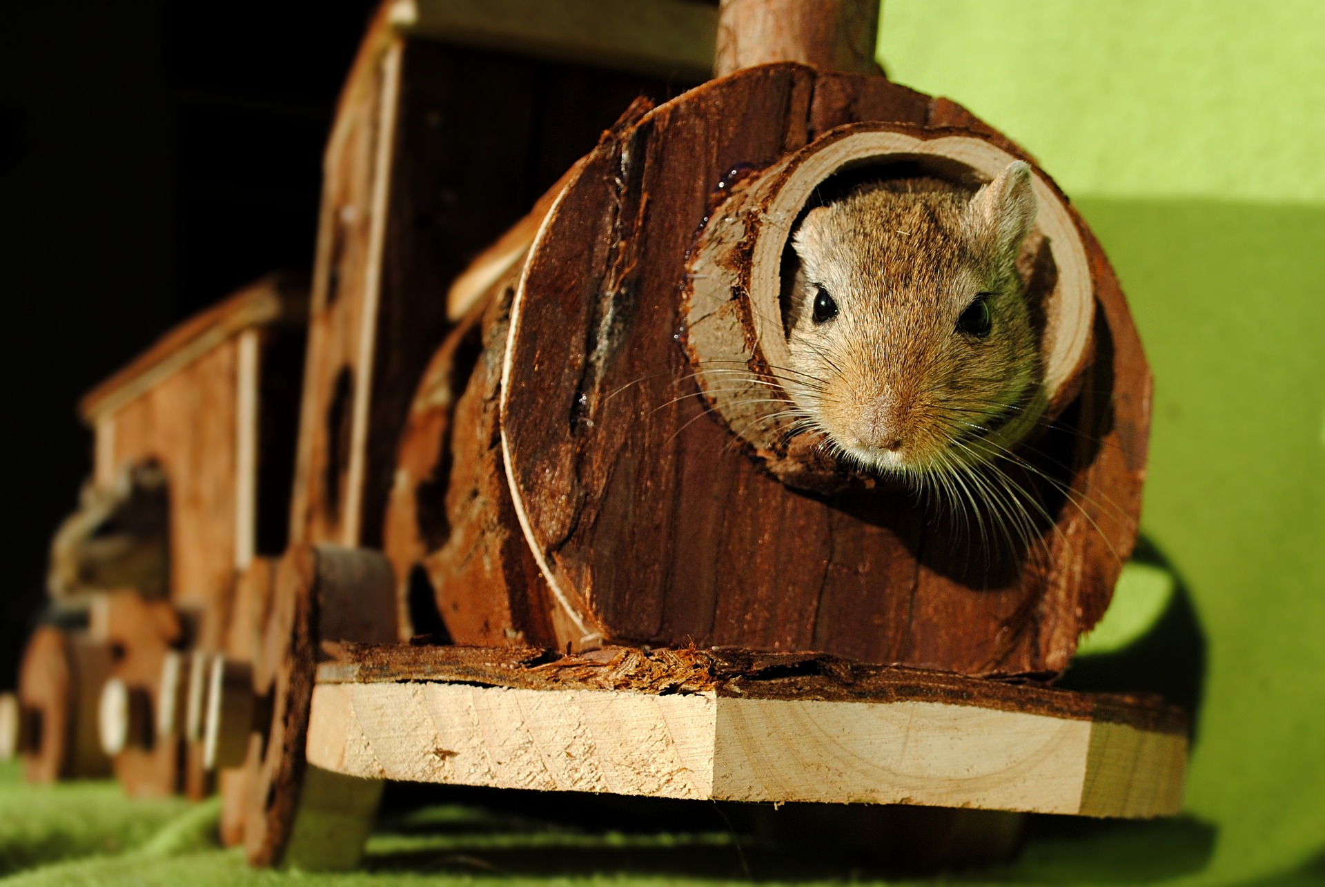 The Best Pet Gerbil Toys