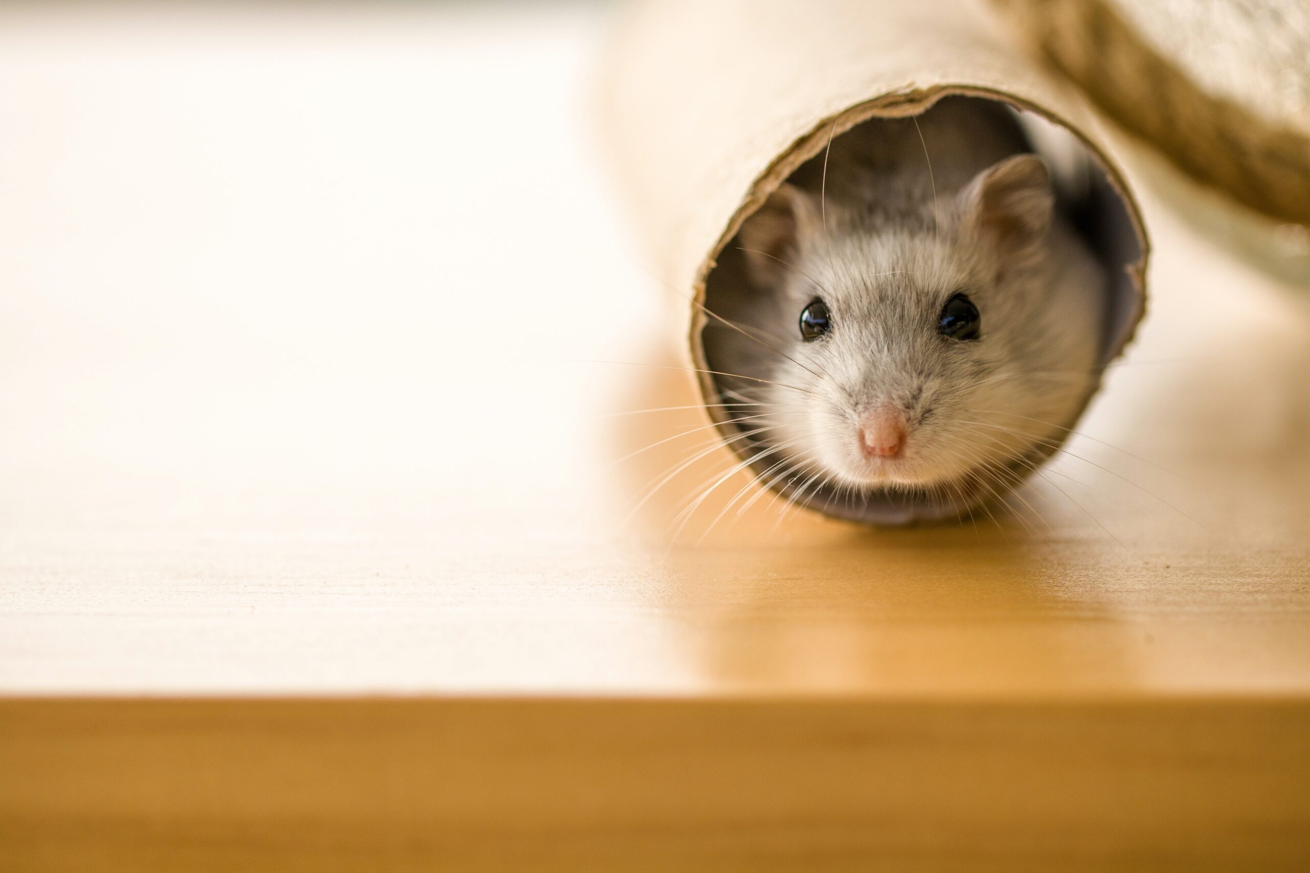 The Best Toys To Keep Your Hamster Entertained