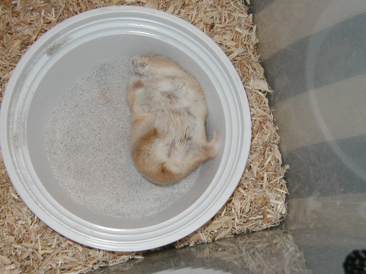 Hamster Sand Baths: All You Need To Know