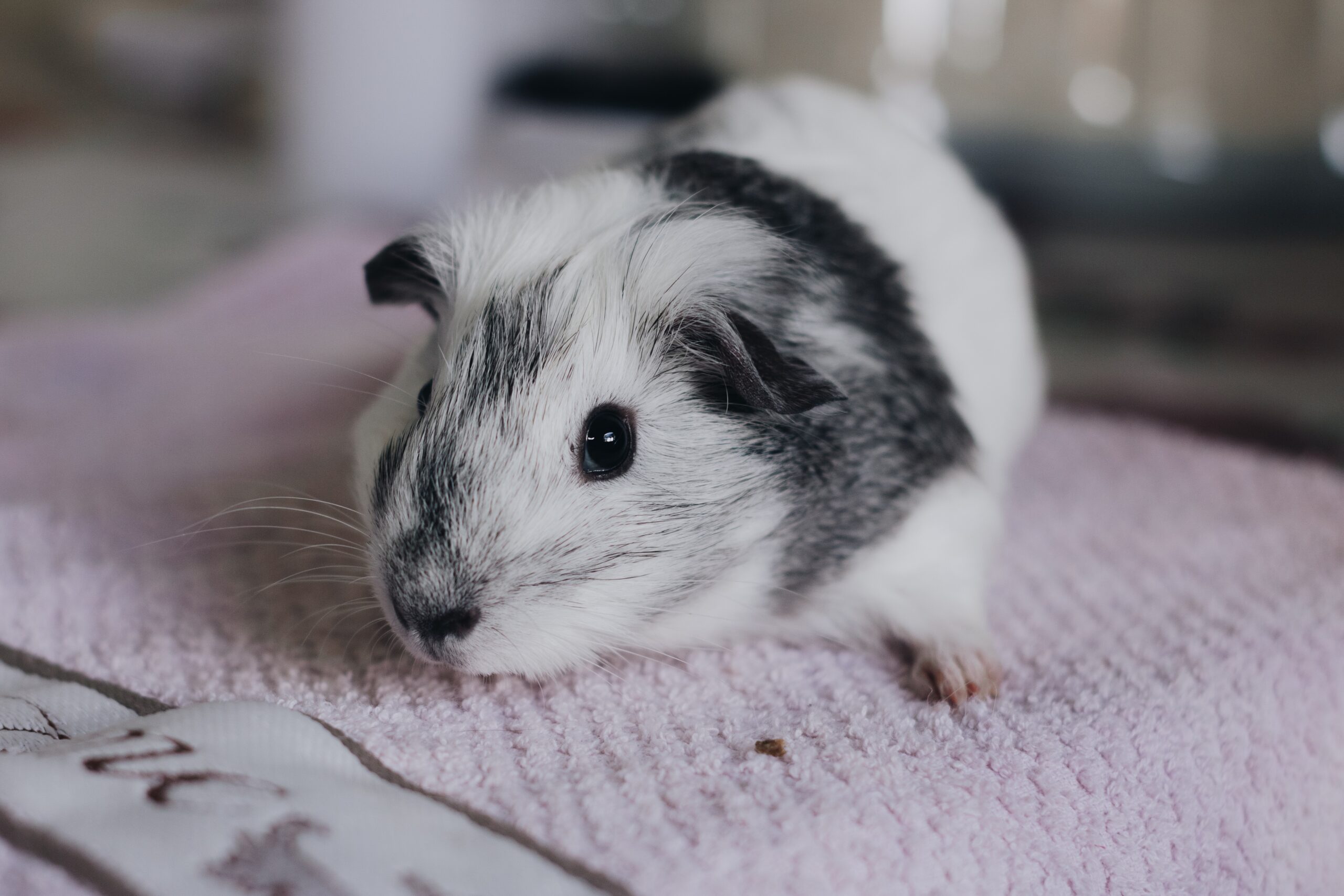 How To Guinea Pig Proof Your Home