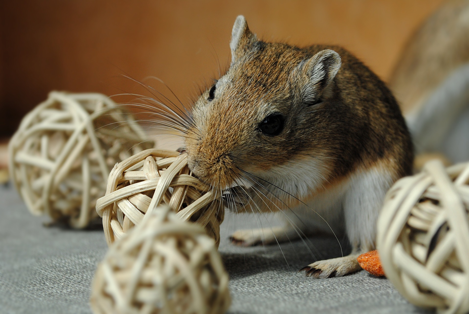 The Best Ways To Keep Your Gerbil Exercised