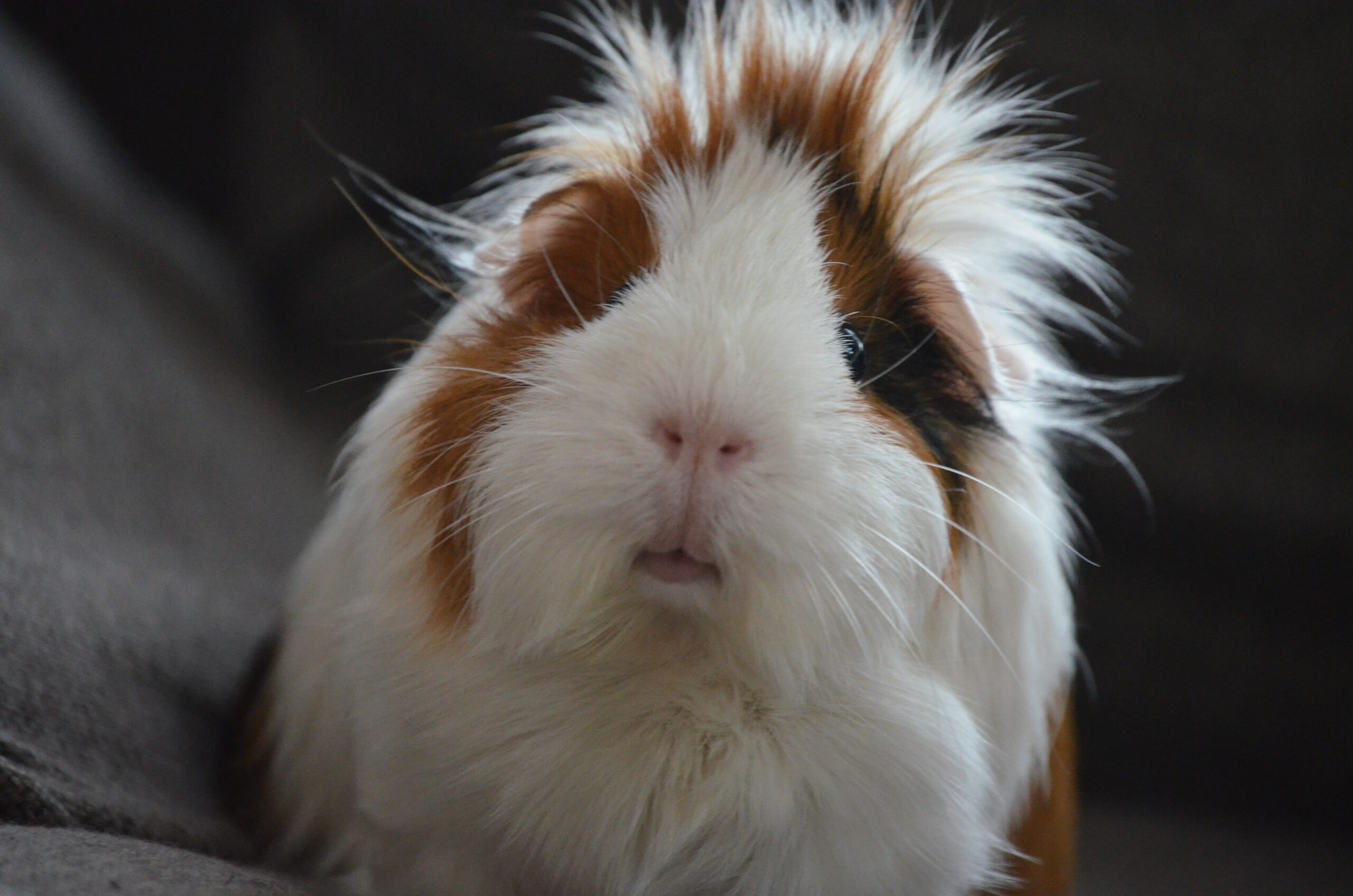 How To Clean Out Your Guinea Pig’s Cage