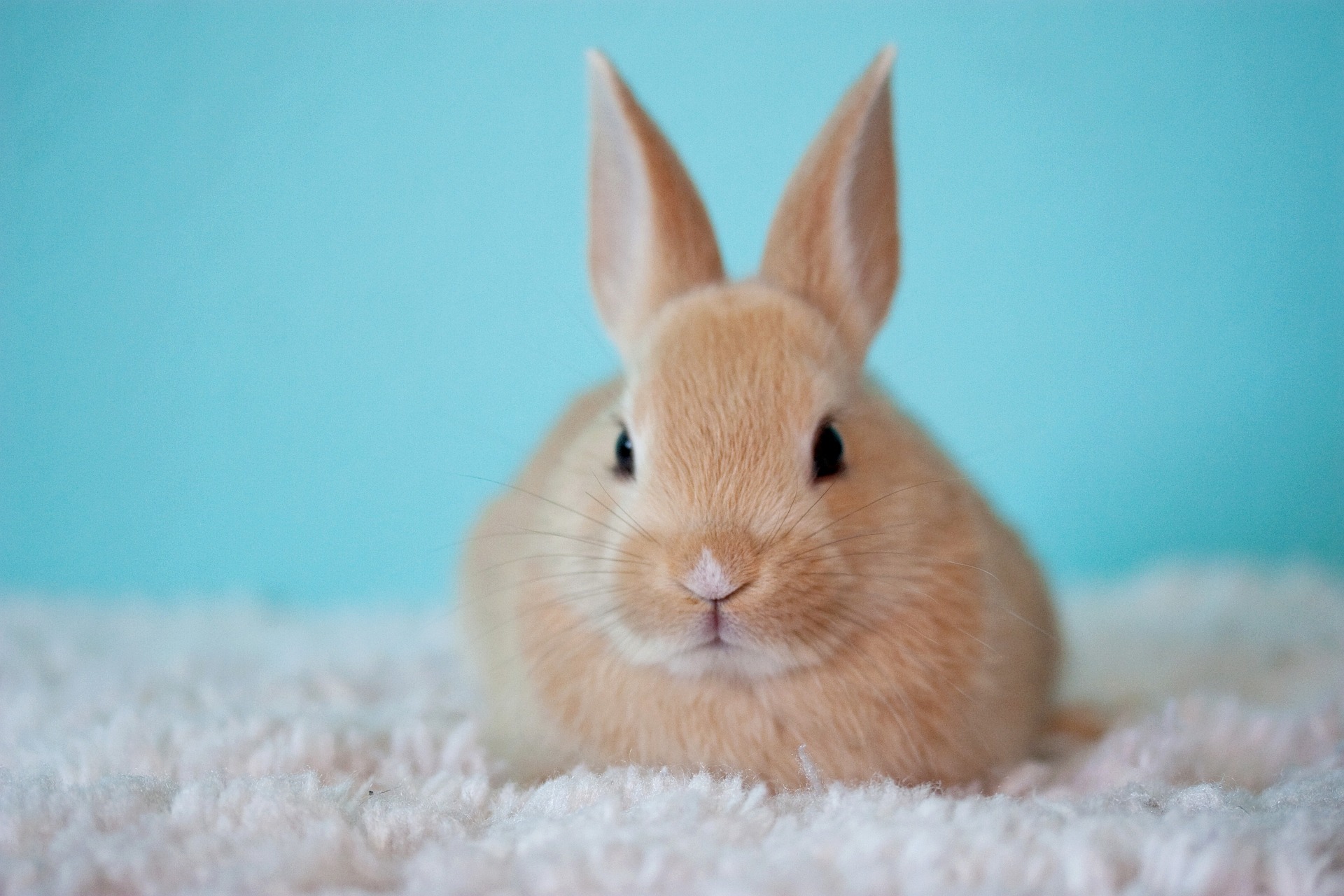 Should I Get A Rabbit? The Basics Of Pet Rabbits