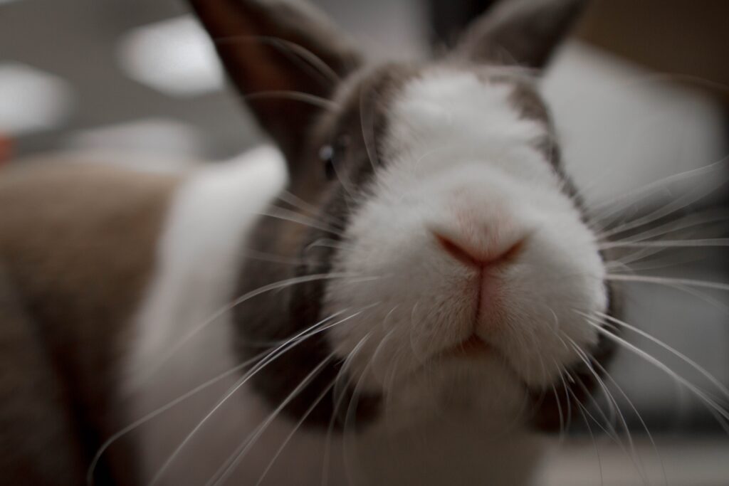 Cleaning Rabbit's Hutch