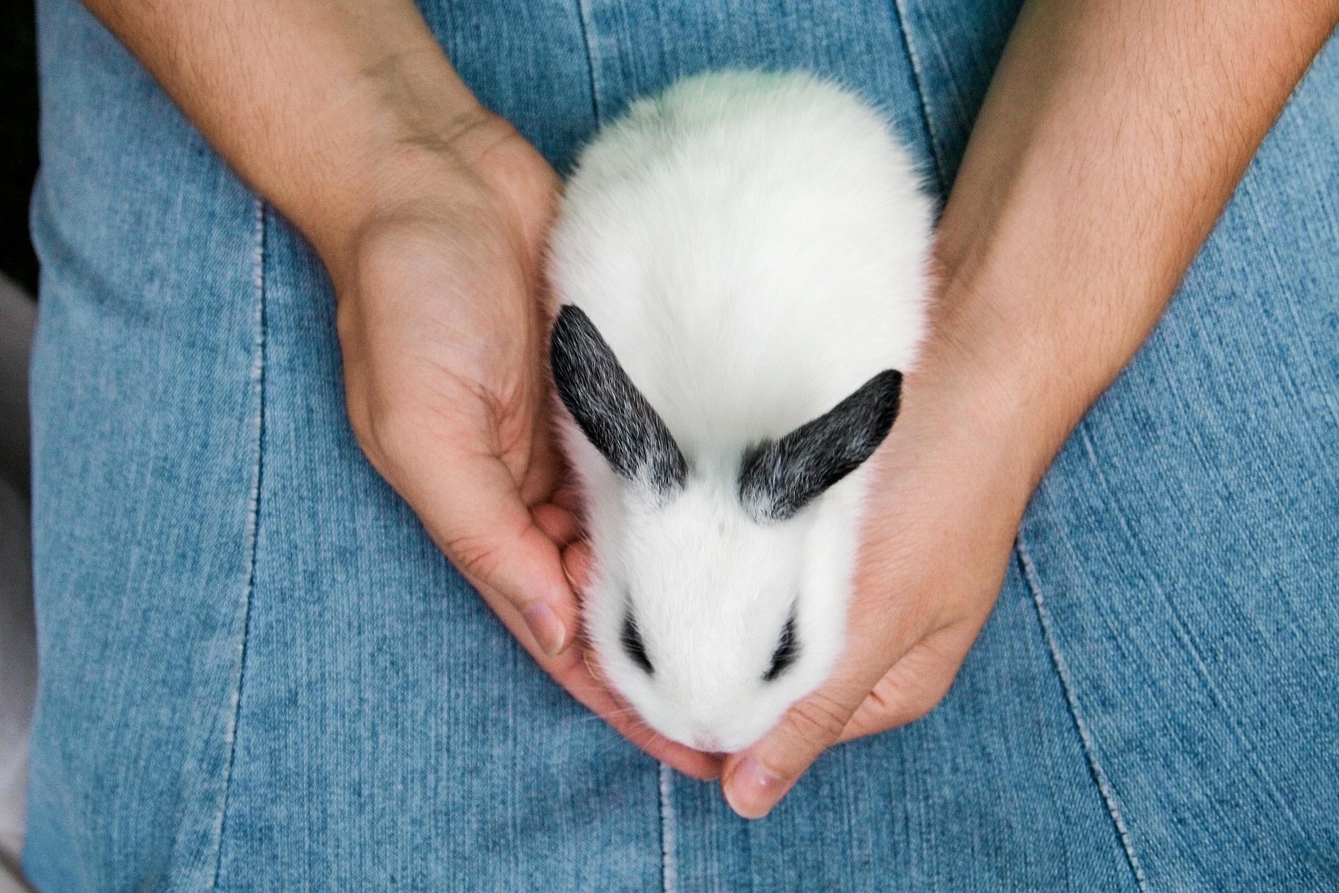 How Much Does A Pet Rabbit Cost?