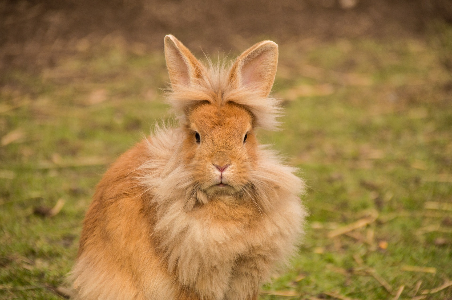 The Benefits Of Adopting A Pet Rabbit