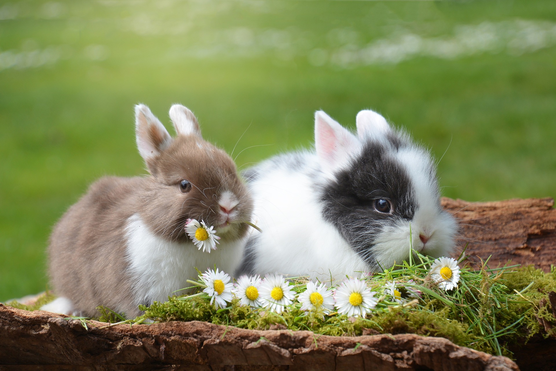 Do I Need More Than One Pet Rabbit?