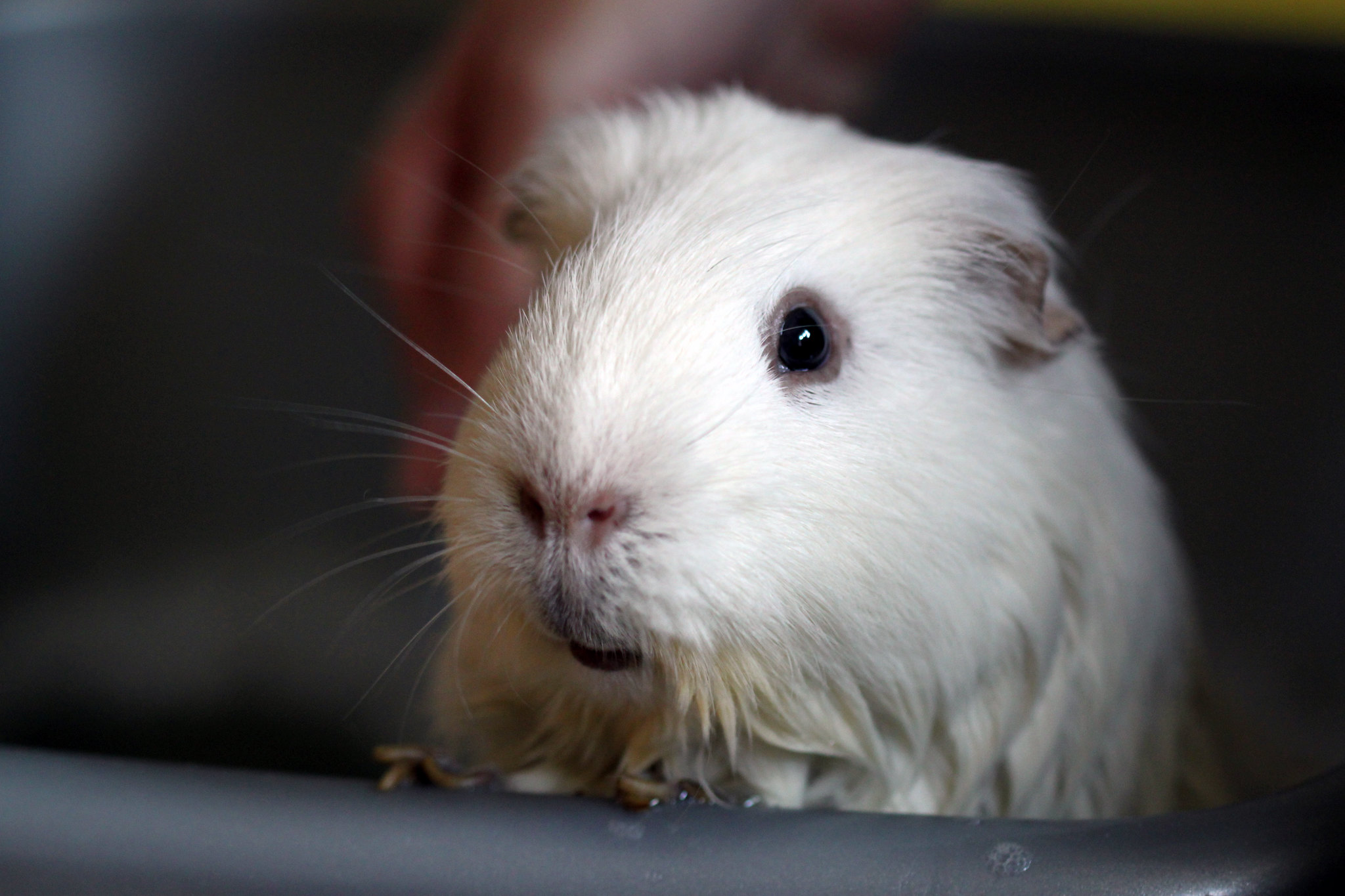 How To Bathe Your Guinea Pig