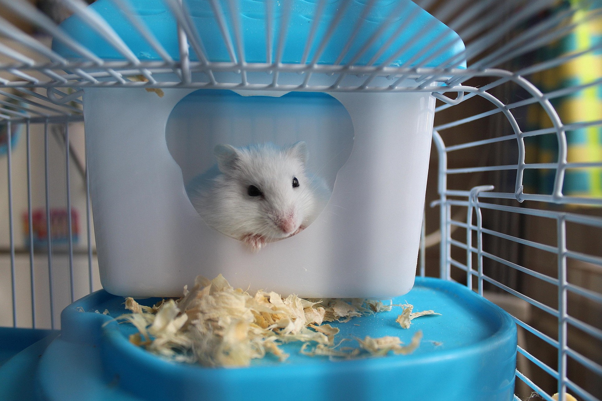 Water Bottles vs Water Bowls: Which Is Best For Your Hamster?