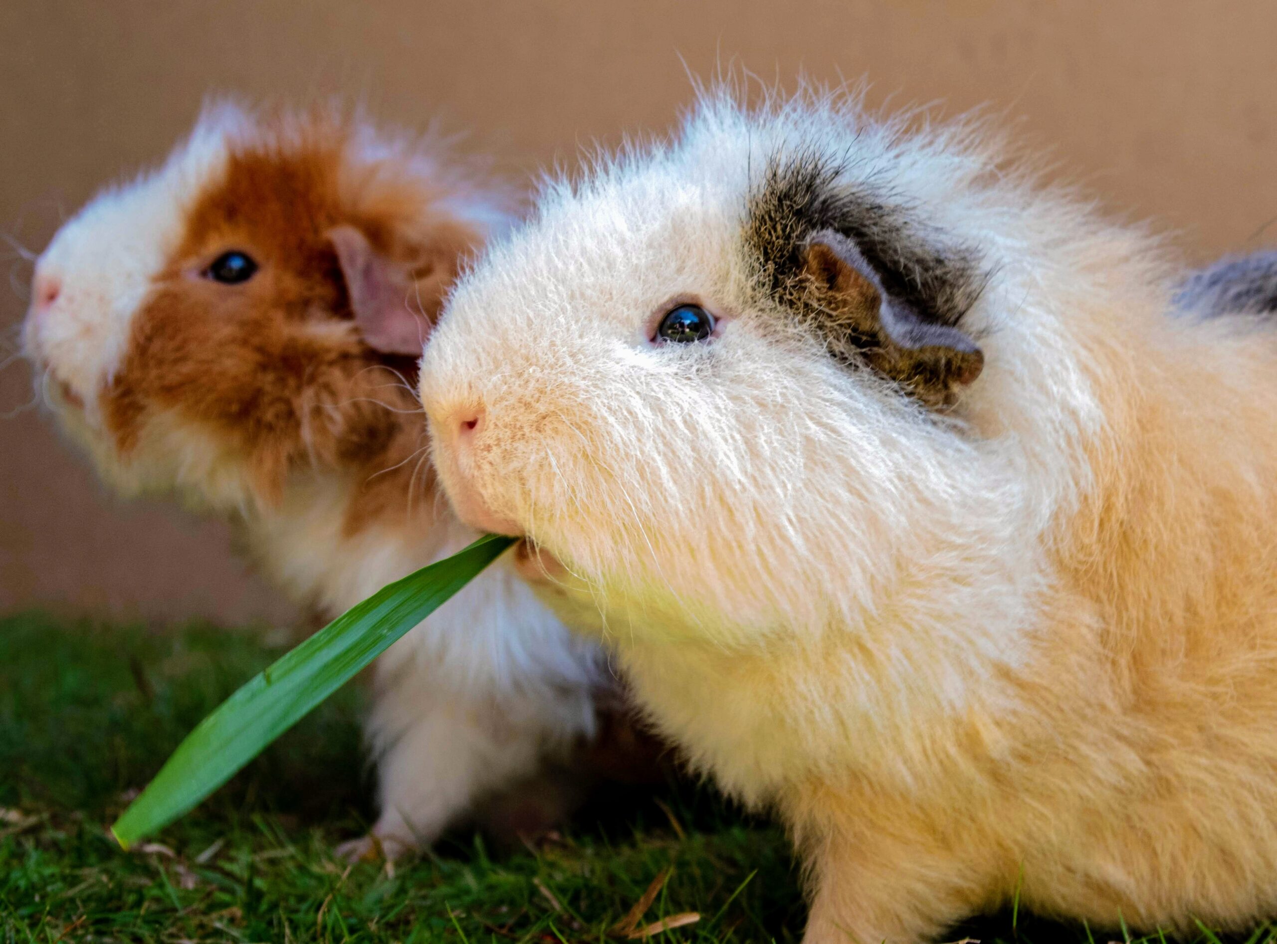 Introducing New Food To Guinea Pigs