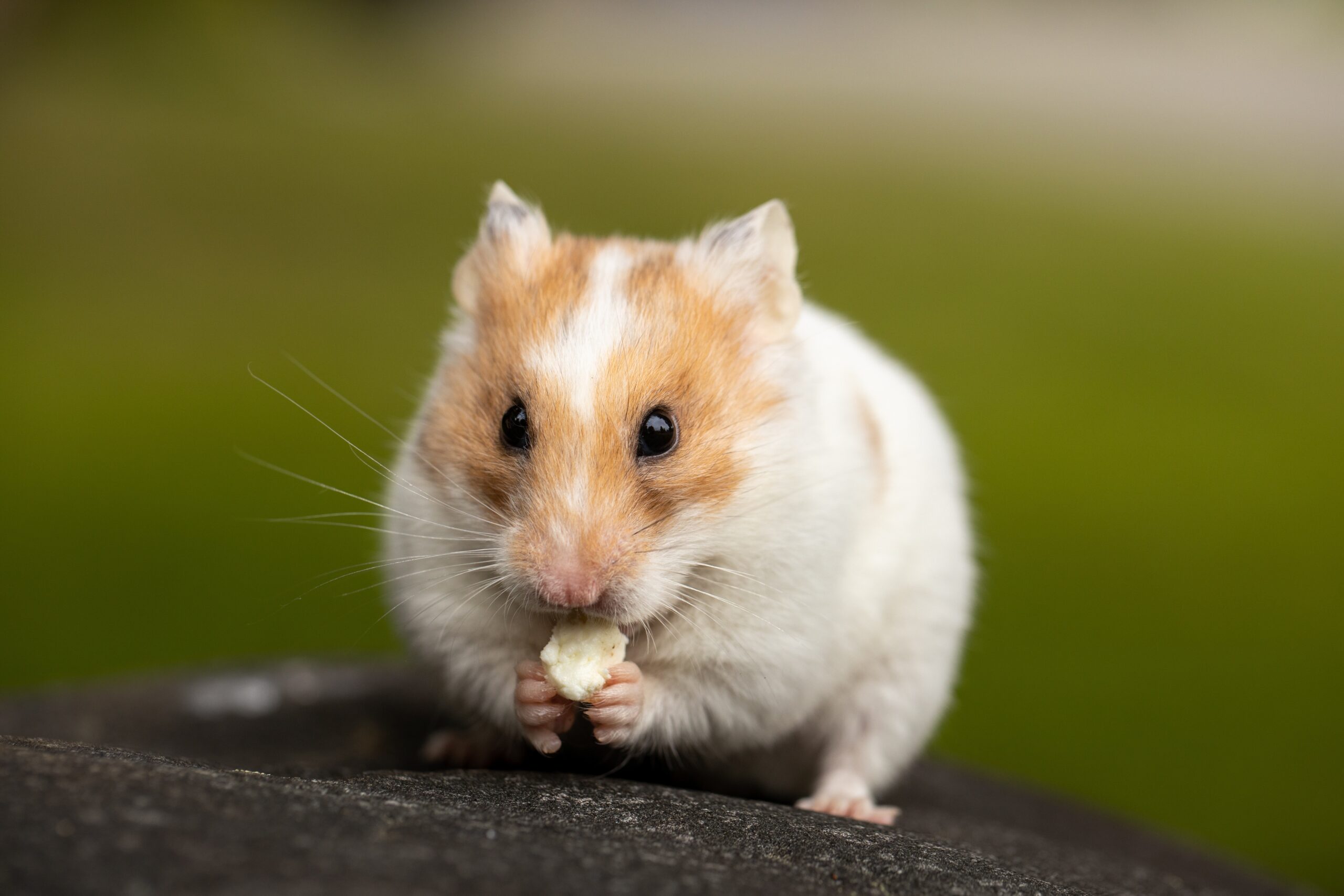 Can Hamsters Eat Hay? A Comprehensive Guide