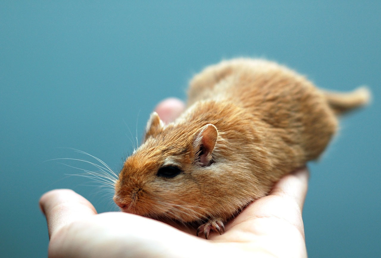 What To Do If Your Pet Gerbil Dies: A Practical and Compassionate Guide